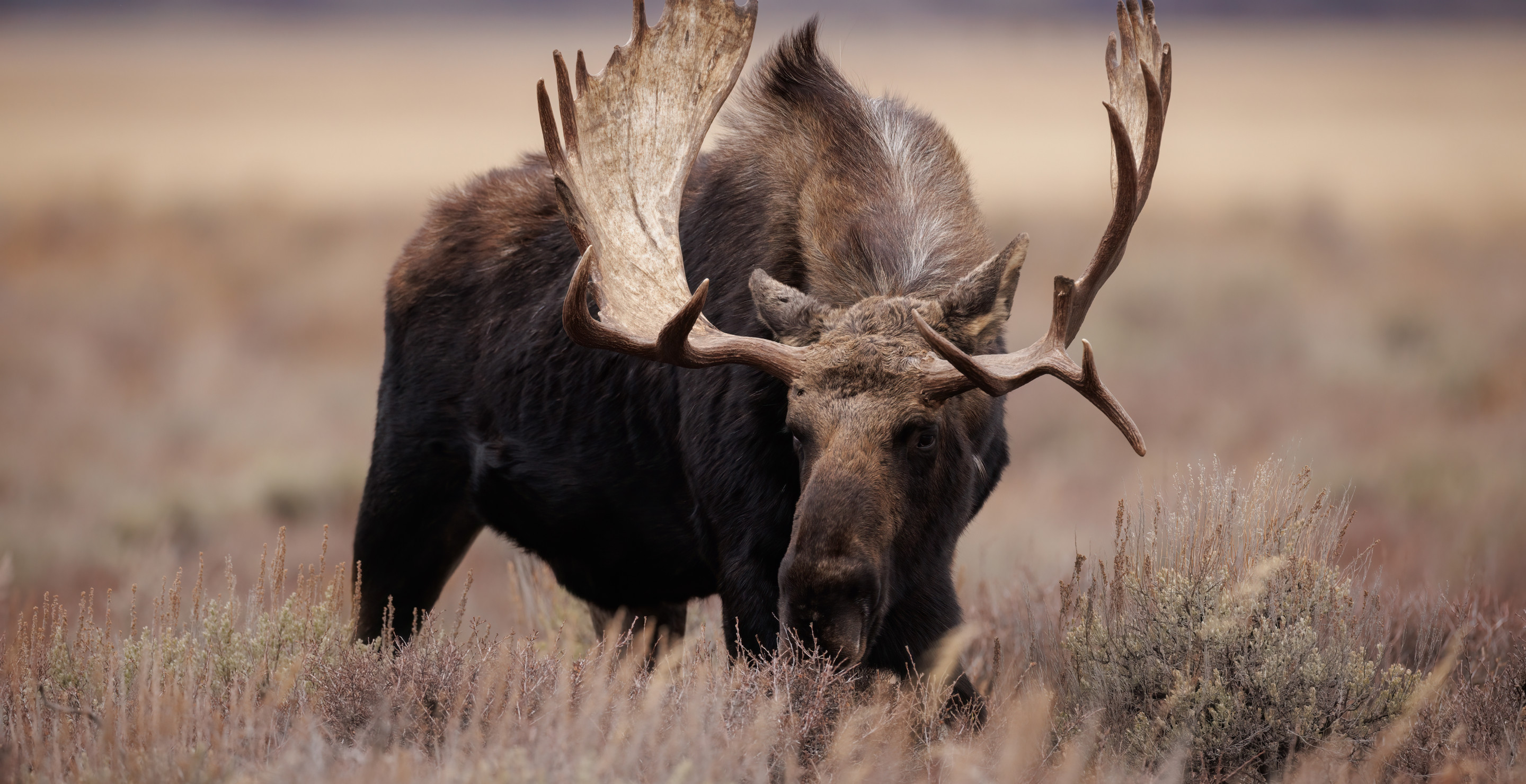 Army Combat Veteran Describes Close Call With Moose In Wyoming Wilderness