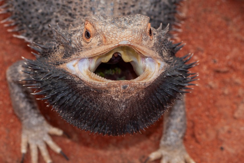 Bearded dragon facts they can regrow their teeth