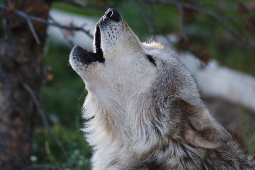 10 Best Places To Experience Wildlife In The US - Wide Open Spaces