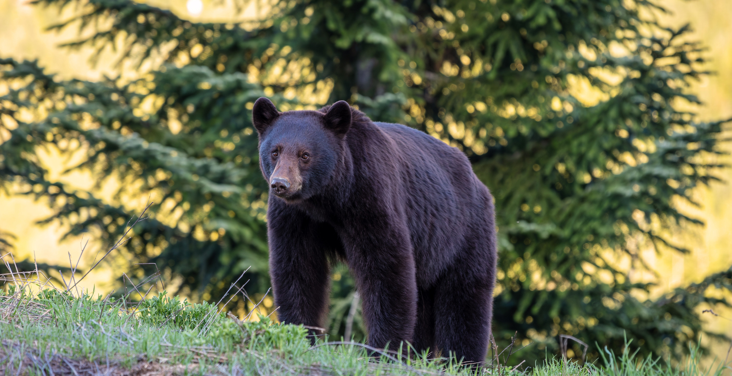 Black Bear Casually Strolls Behind Elderly Woman With Stroller In Hartford, Connecticut Suburb