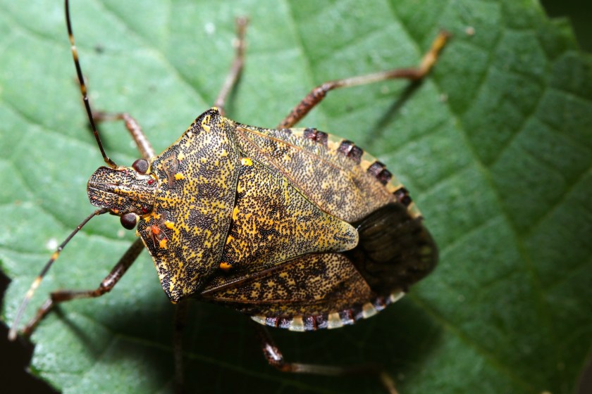 Brown Marmorated Stink Bug