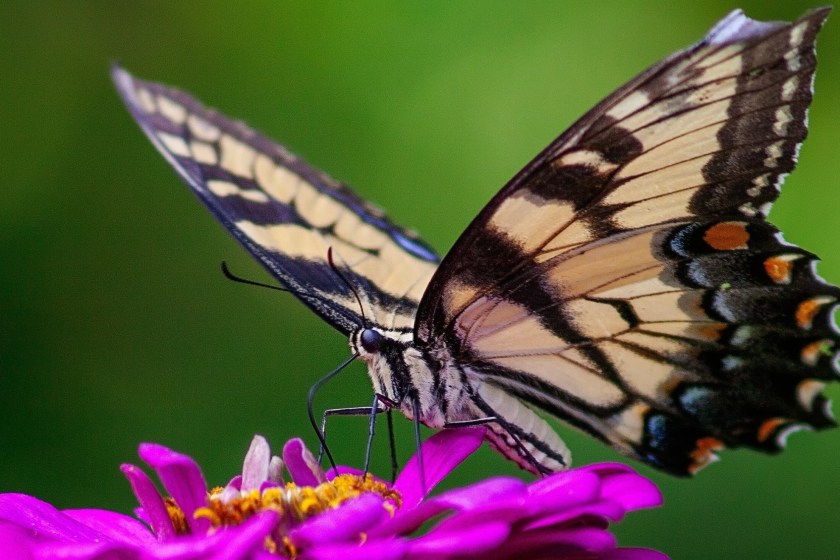 Butterfly on a flower pollinating it pollination