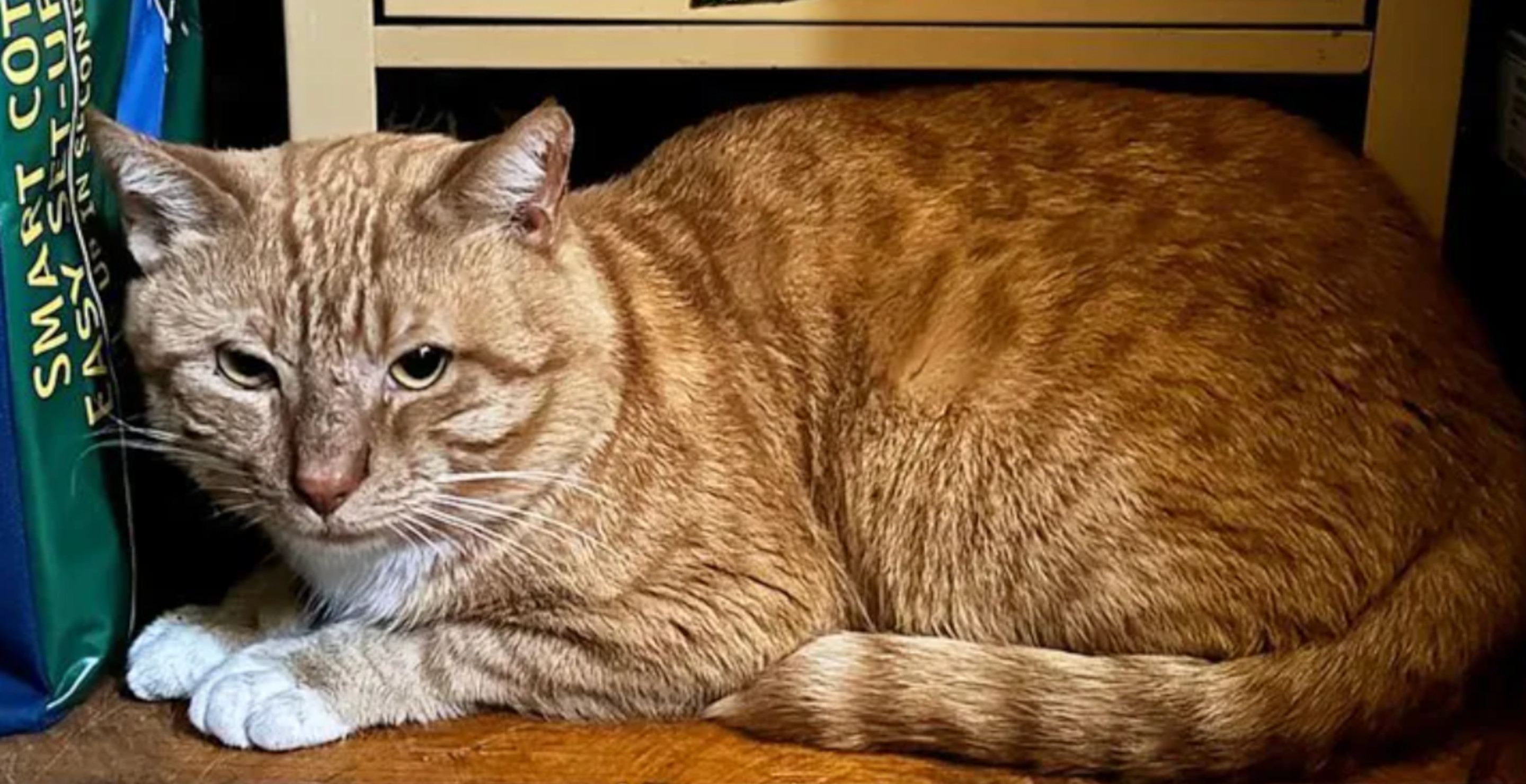 Cat Who Lived For 8 Months Alone After Owner Died Finally Finds A New Home