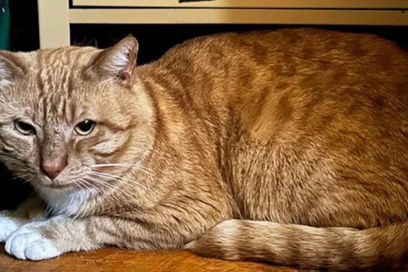 Cat Who Lived For 8 Months Alone After Owner Died Finally Finds A New Home