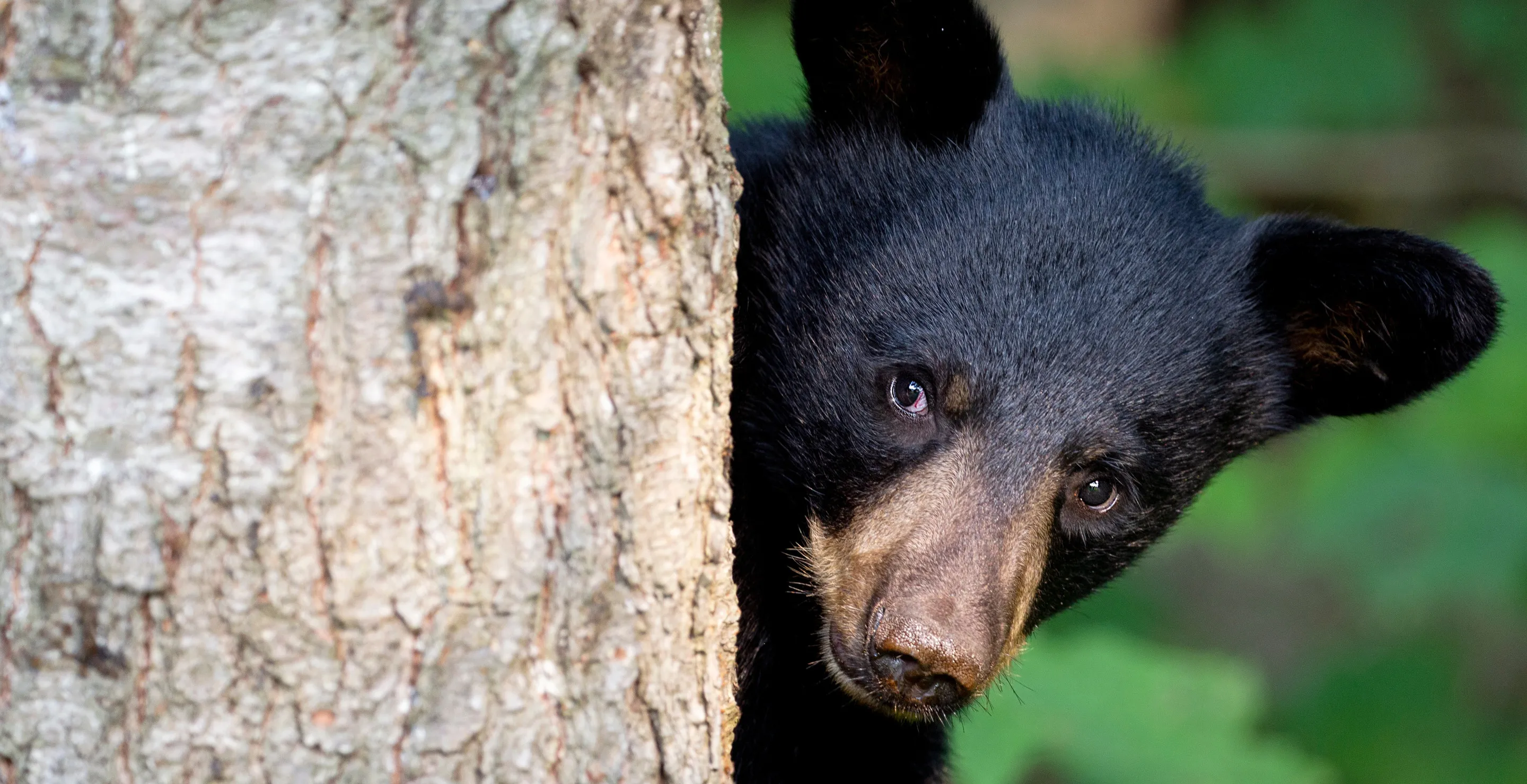 Colorado Campground Bans Tents After Scary Incident With Black Bear And Two Young Children