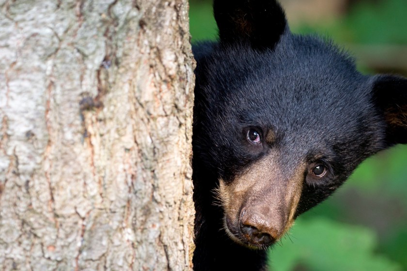 Colorado Campground Bans Tents After Scary Incident With Black Bear And Two Young Children