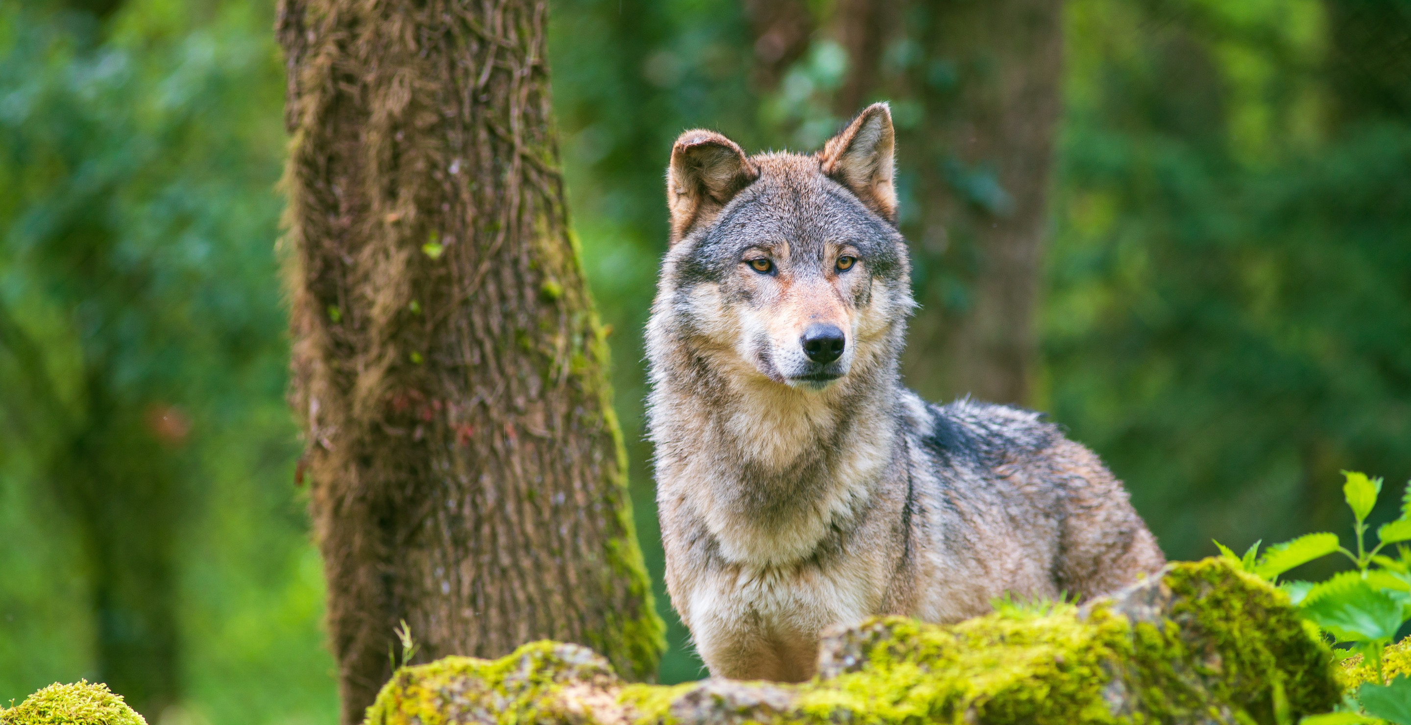 Colorado Officials Forced To Euthanize Wolf After It Continuously Killed Livestock