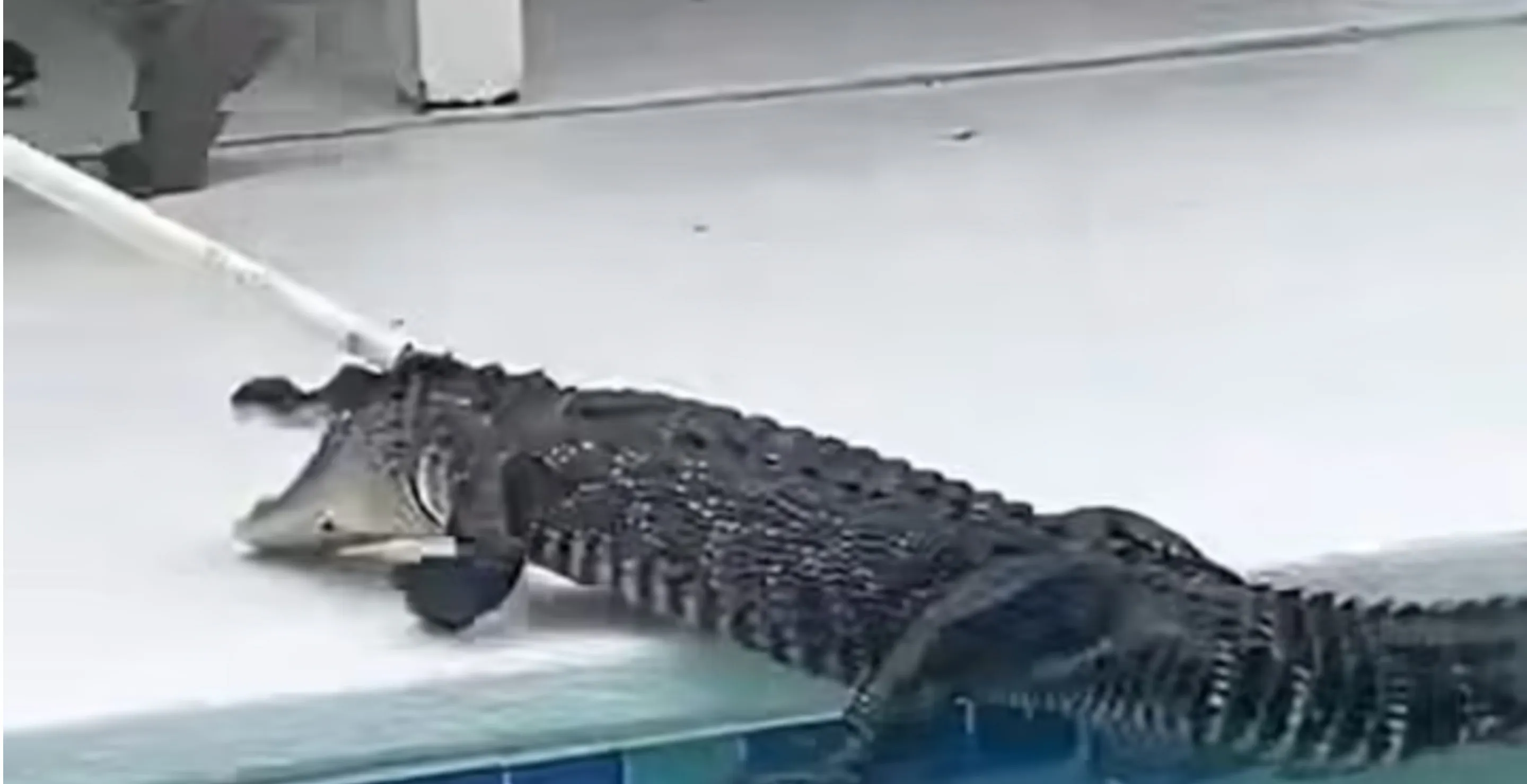 Cops Face Off Against 7-Foot Alligator That Found Its Way In A Family's Backyard Swimming Pool