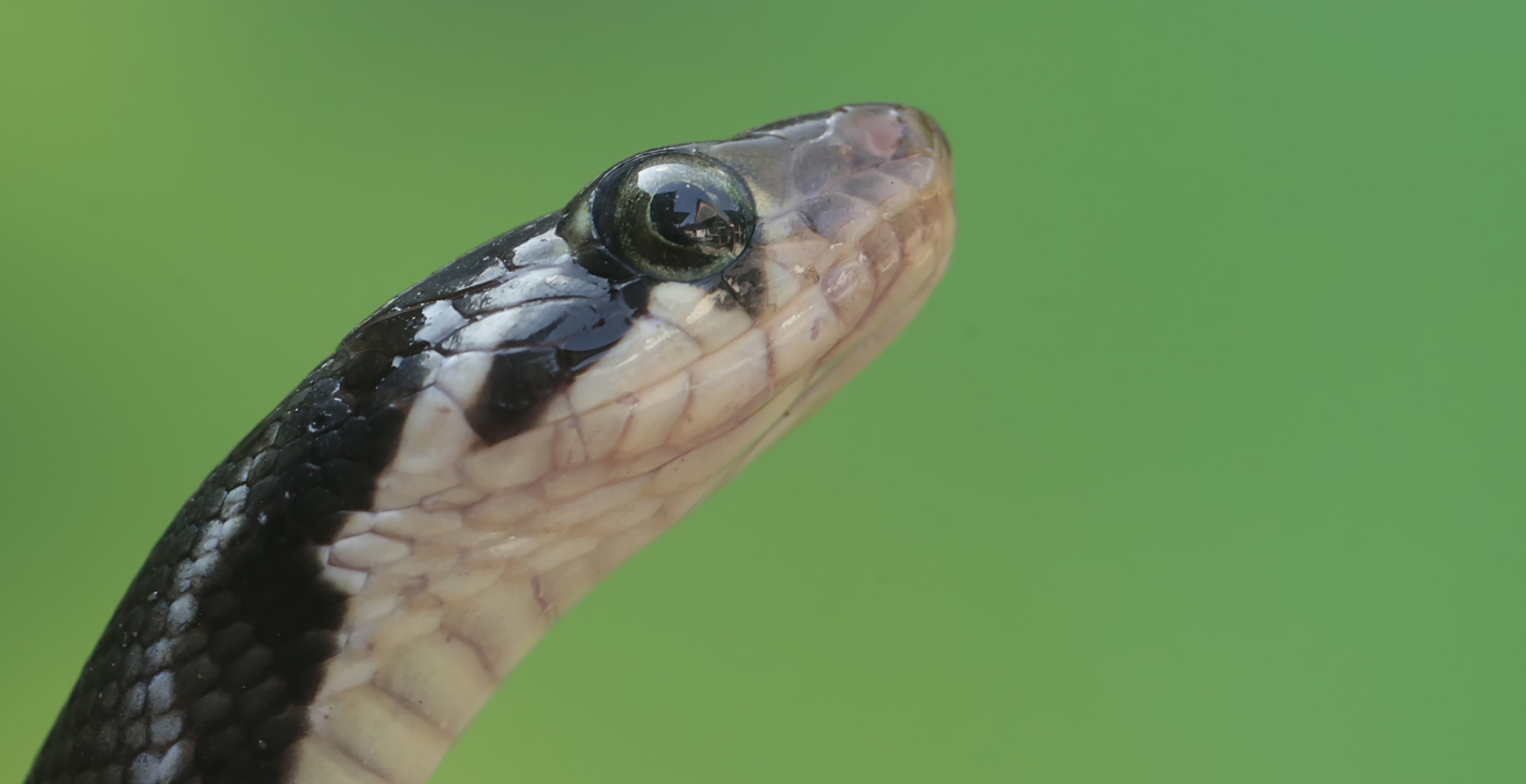 Country Singer Surprised By Snake While Kneeling At Their Nashville, Tennessee Farm