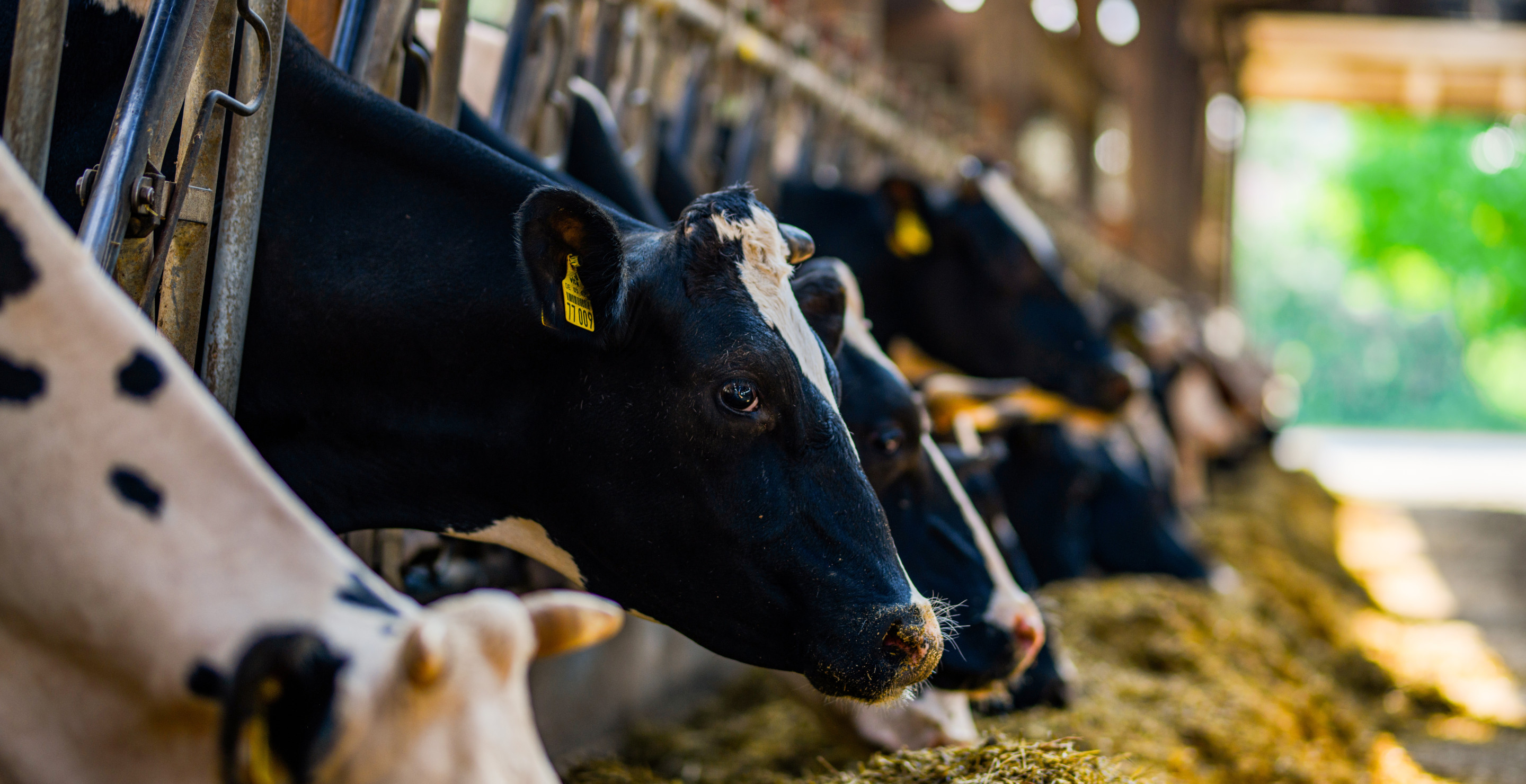 Cow Makes Chaotic Escape From Livestock Auction In Wild Moment