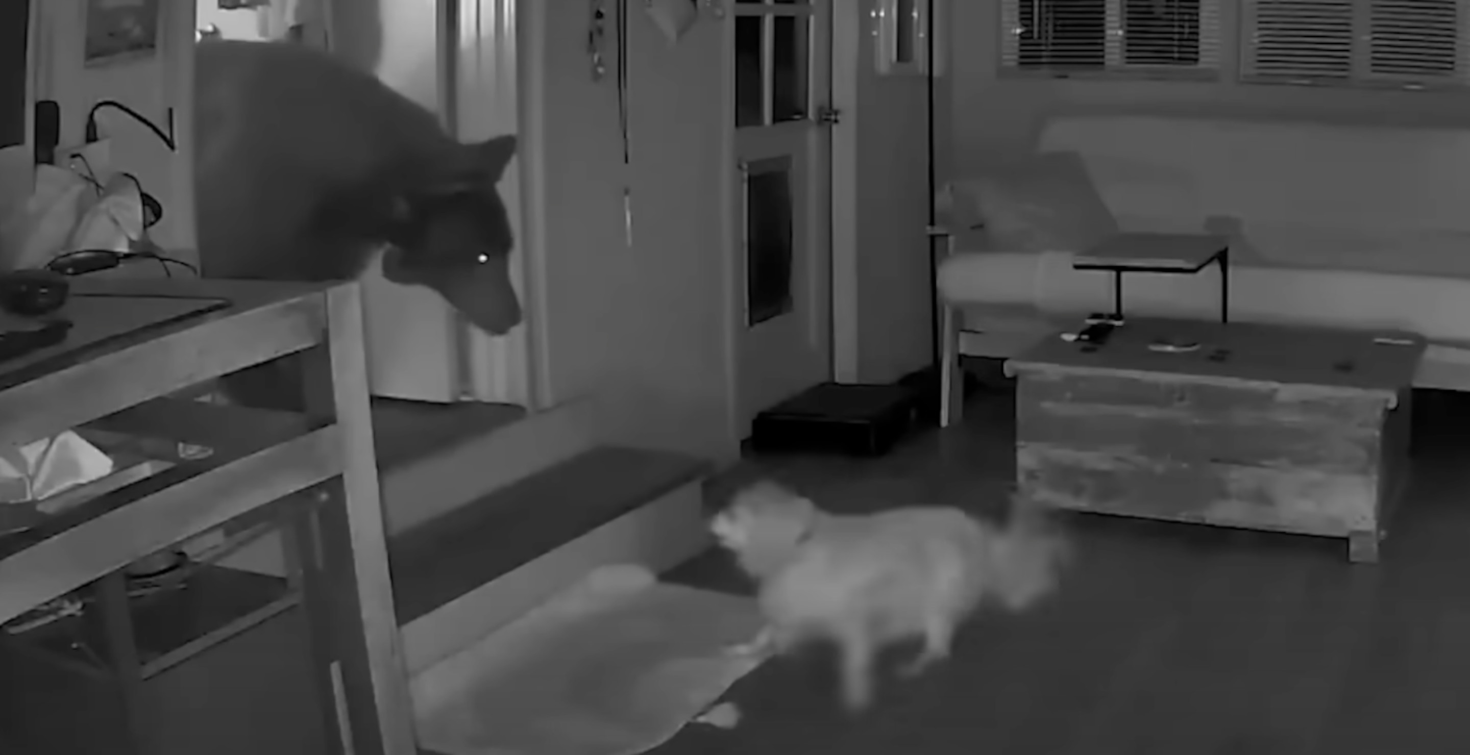 Elderly Dog Protects Owner After A Full Grown Bear Breaks Into Monrovia, California Home