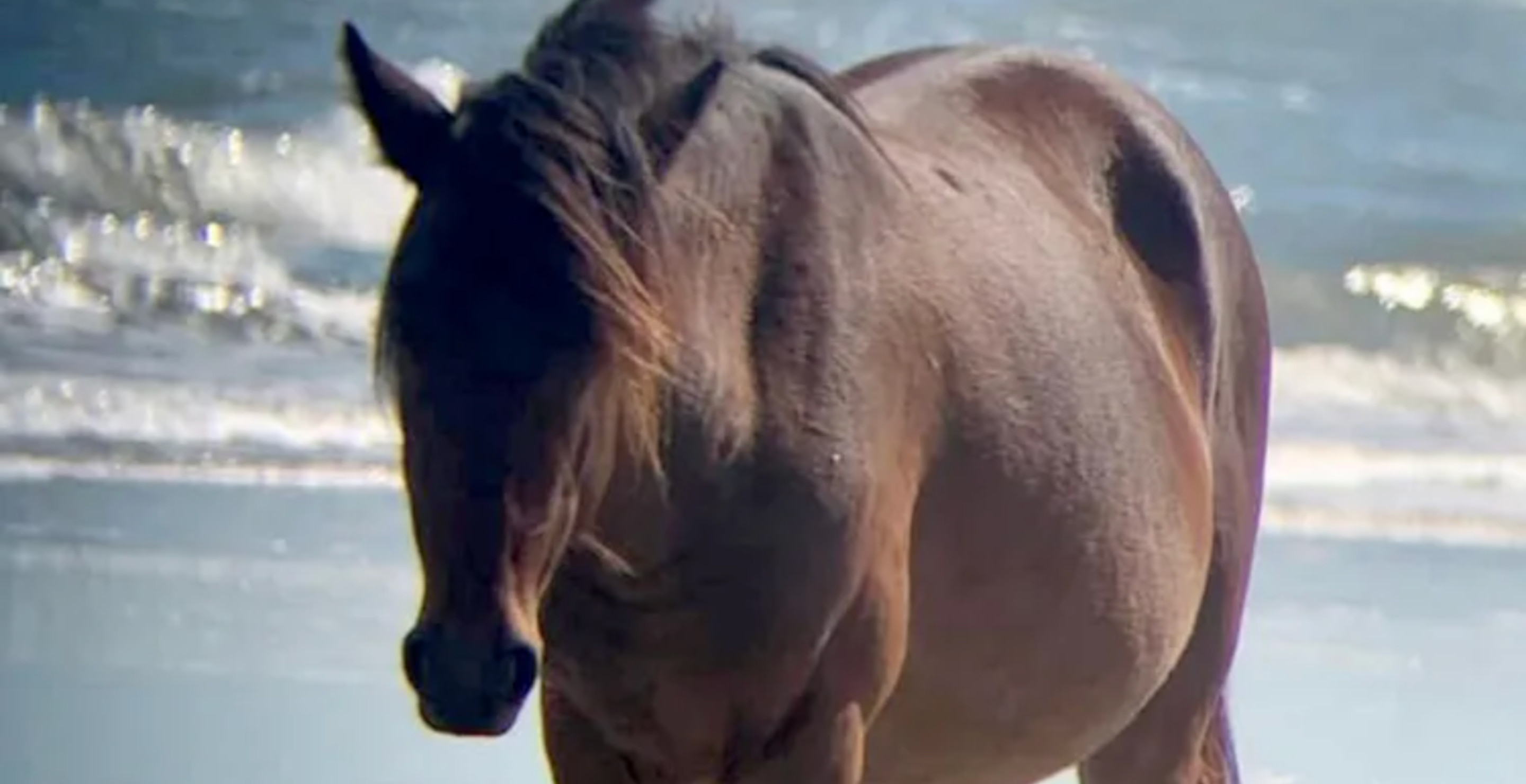 Endangered Horse Fatally Struck By Impaired SUV Driver On North Carolina Beach