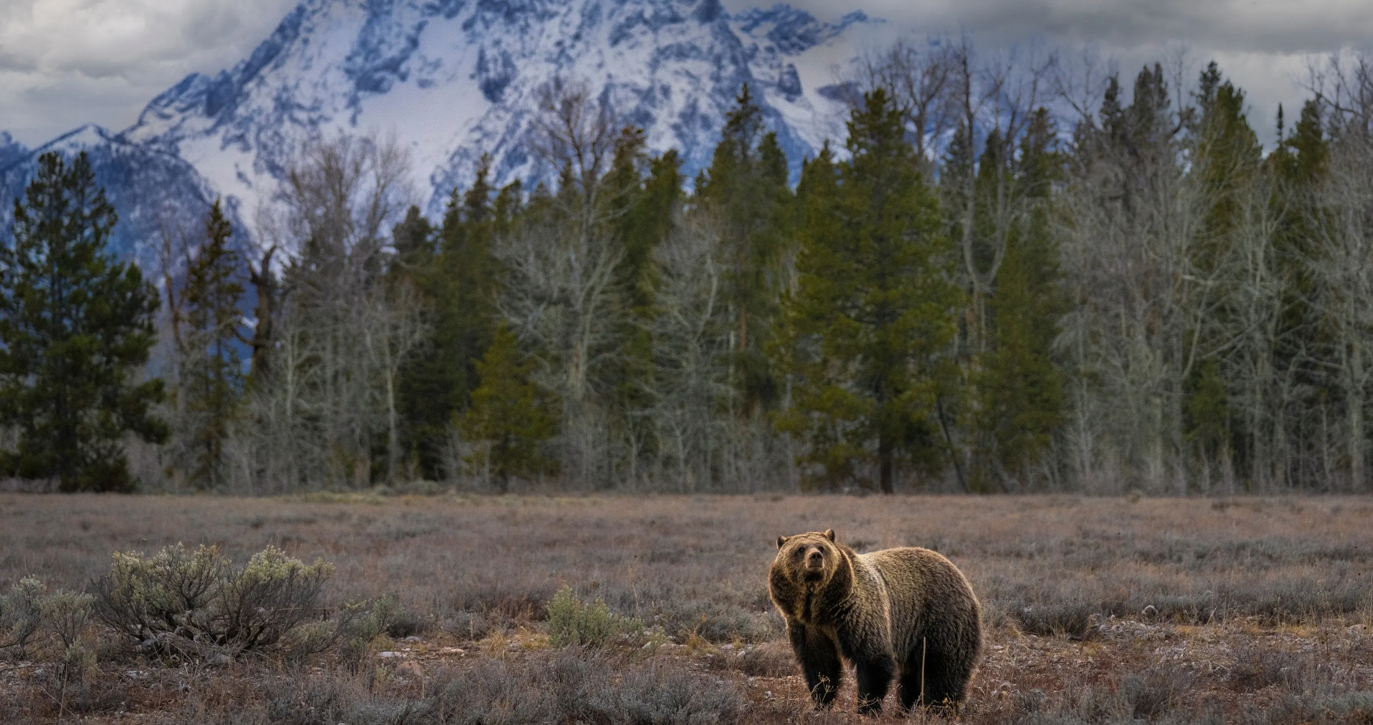 Expert Shares His Tips On The Best Ways To Avoid Bear Encounters While On A Hike
