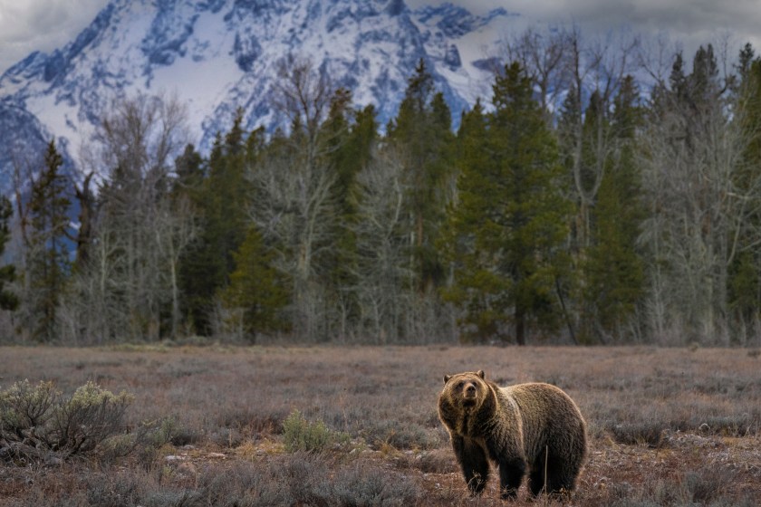 Expert Shares His Tips On The Best Ways To Avoid Bear Encounters While On A Hike