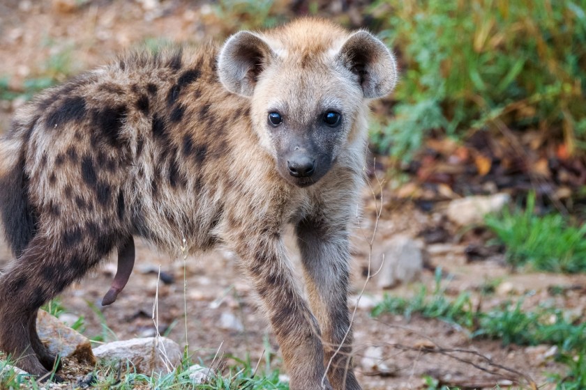 Female Hyenas Have Pseudo-Penises