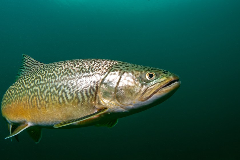 Fisherman-Caught-A-Massive-Trout-Using-Just-A-Small-Fly-Rod-In-Wyoming-River