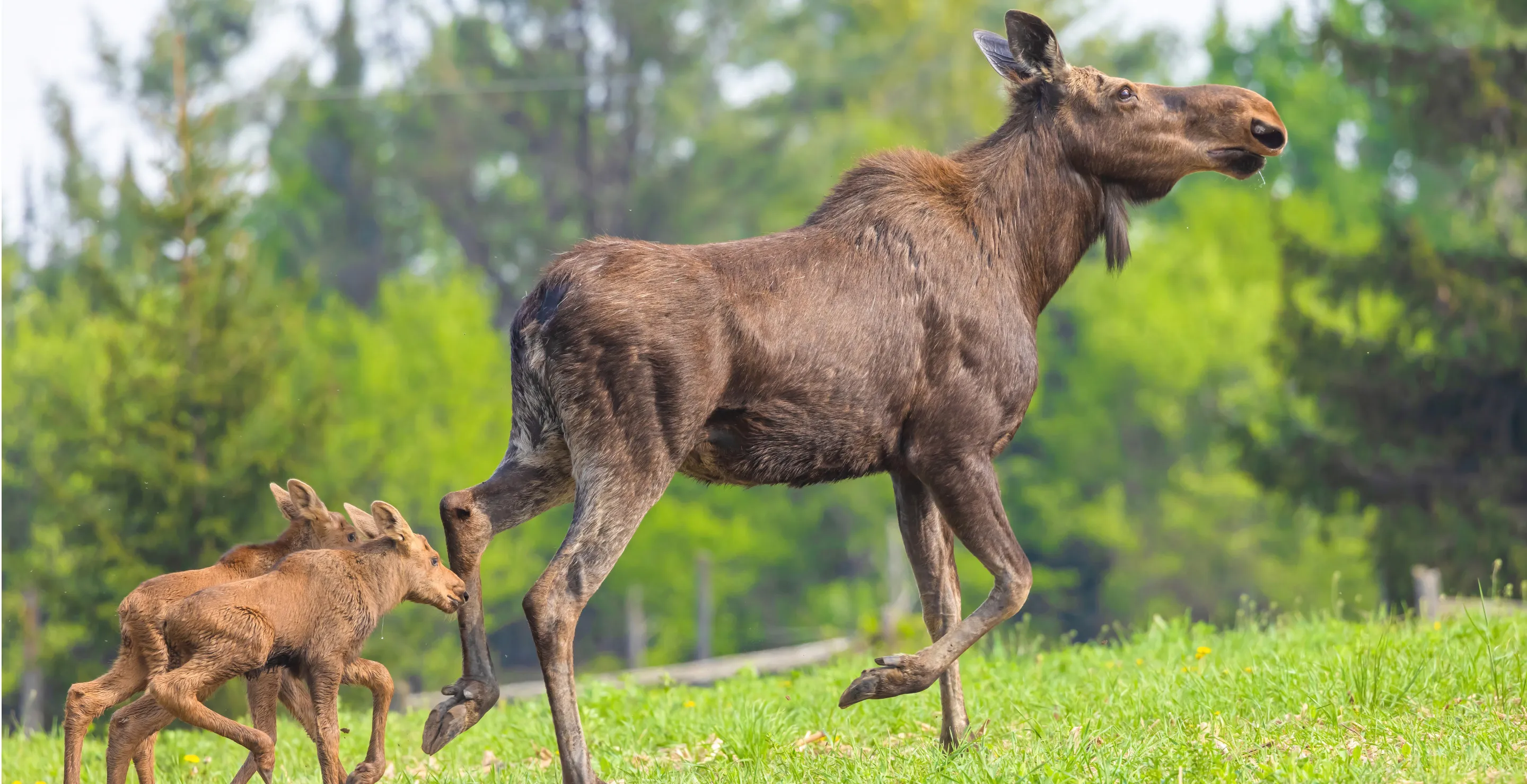 Fisherman Forced To Shoot Charging Moose After Getting In Tense Encounter