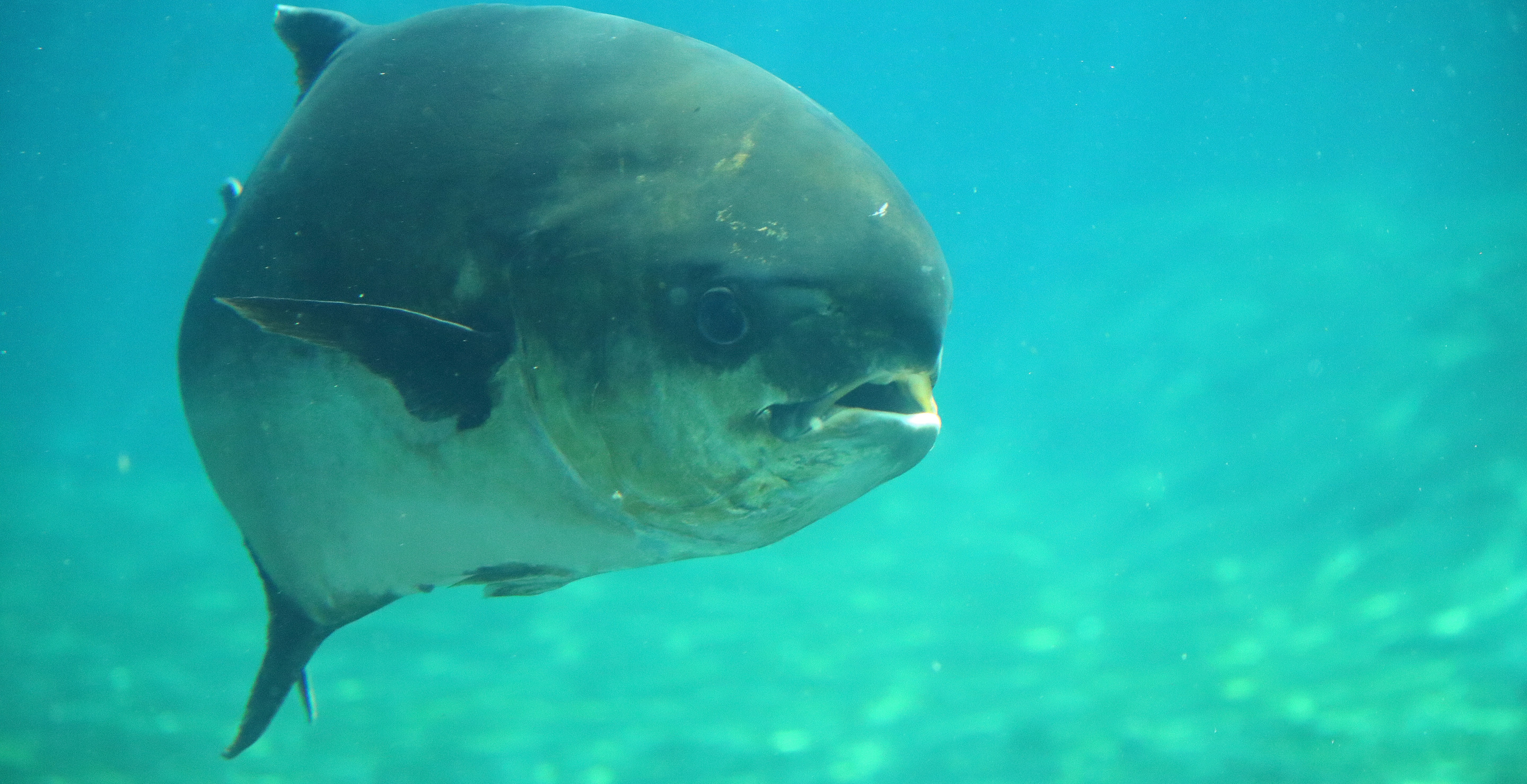 Florida Woman Hooks A Potential Record Breaker Using Just A 20 Pound Line