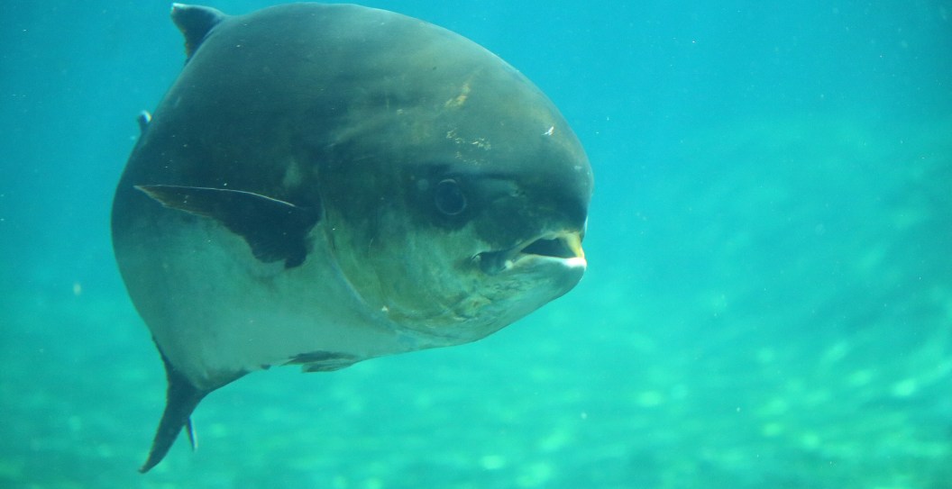 Florida Woman Hooks A Potential Record Breaker Using Just A 20 Pound Line