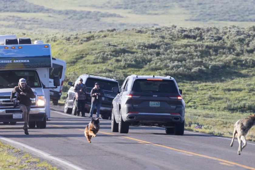 German Shepard Erupts Out Of Window At Yellowstone To Chase Down Wolf
