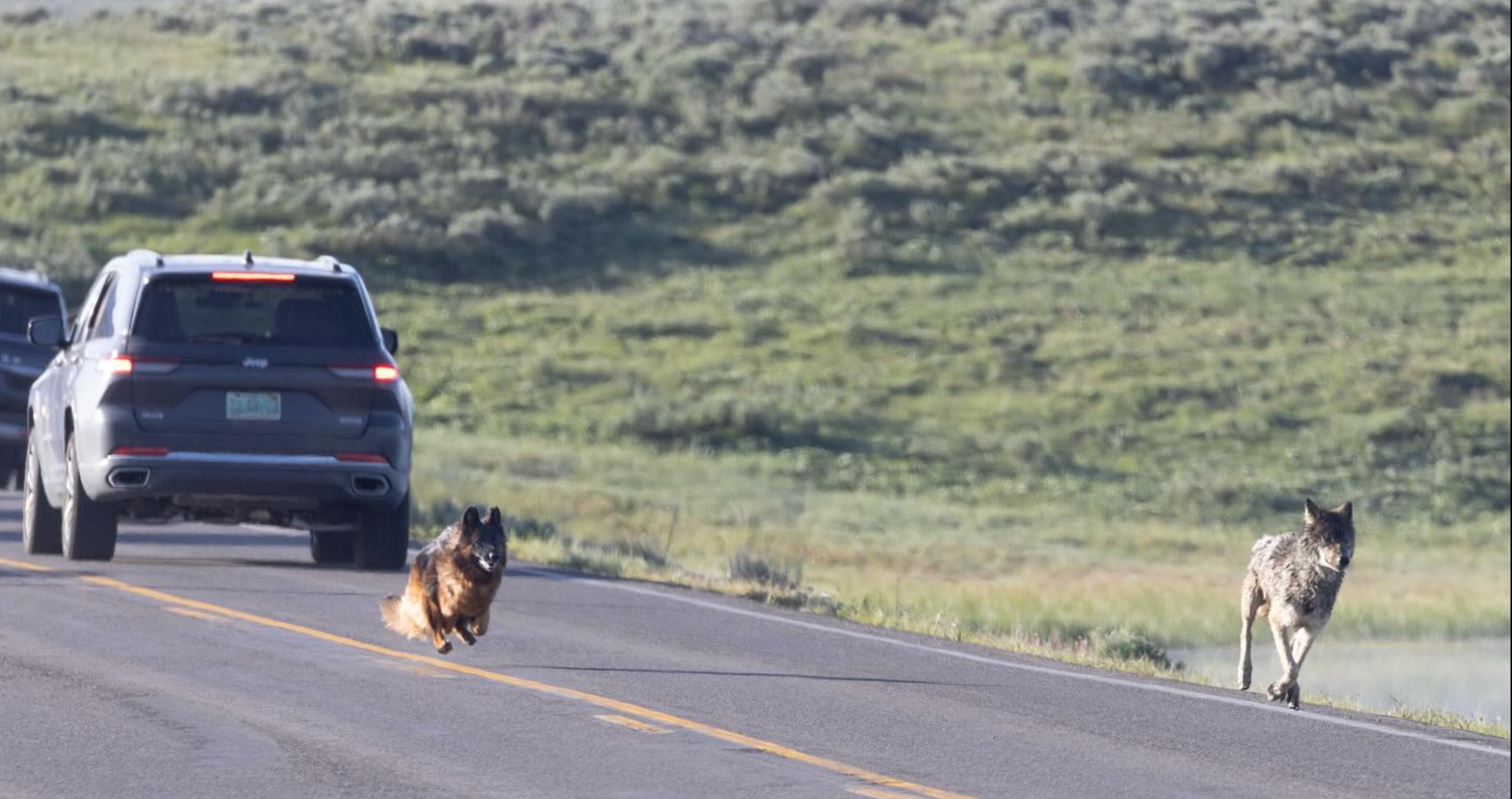 German Shepard Erupts Out Of Window At Yellowstone To Chase Down Wolf