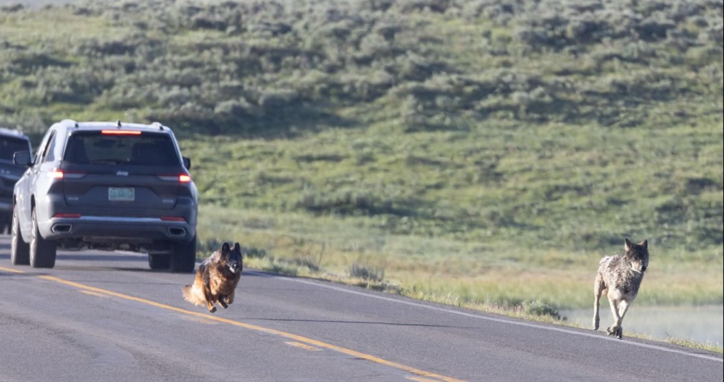 German Shepard Erupts Out Of Window At Yellowstone To Chase Down Wolf