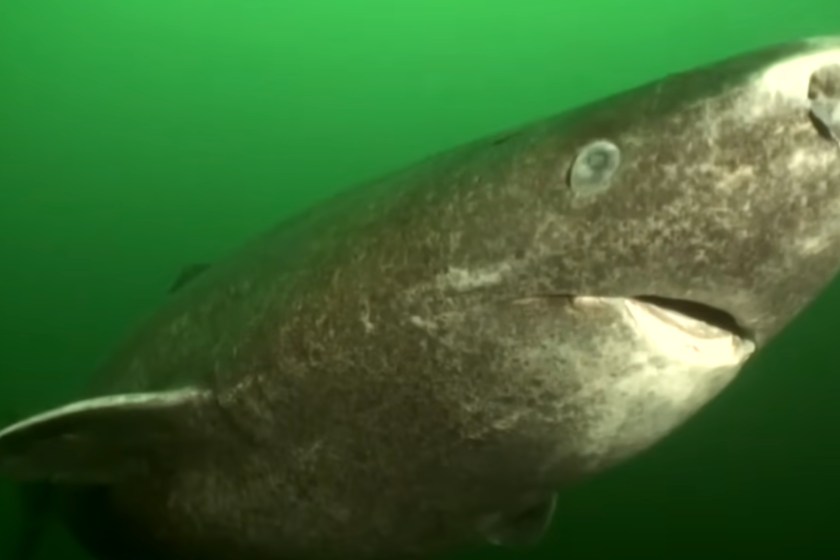 Greenland sharks are among the largest living sharks