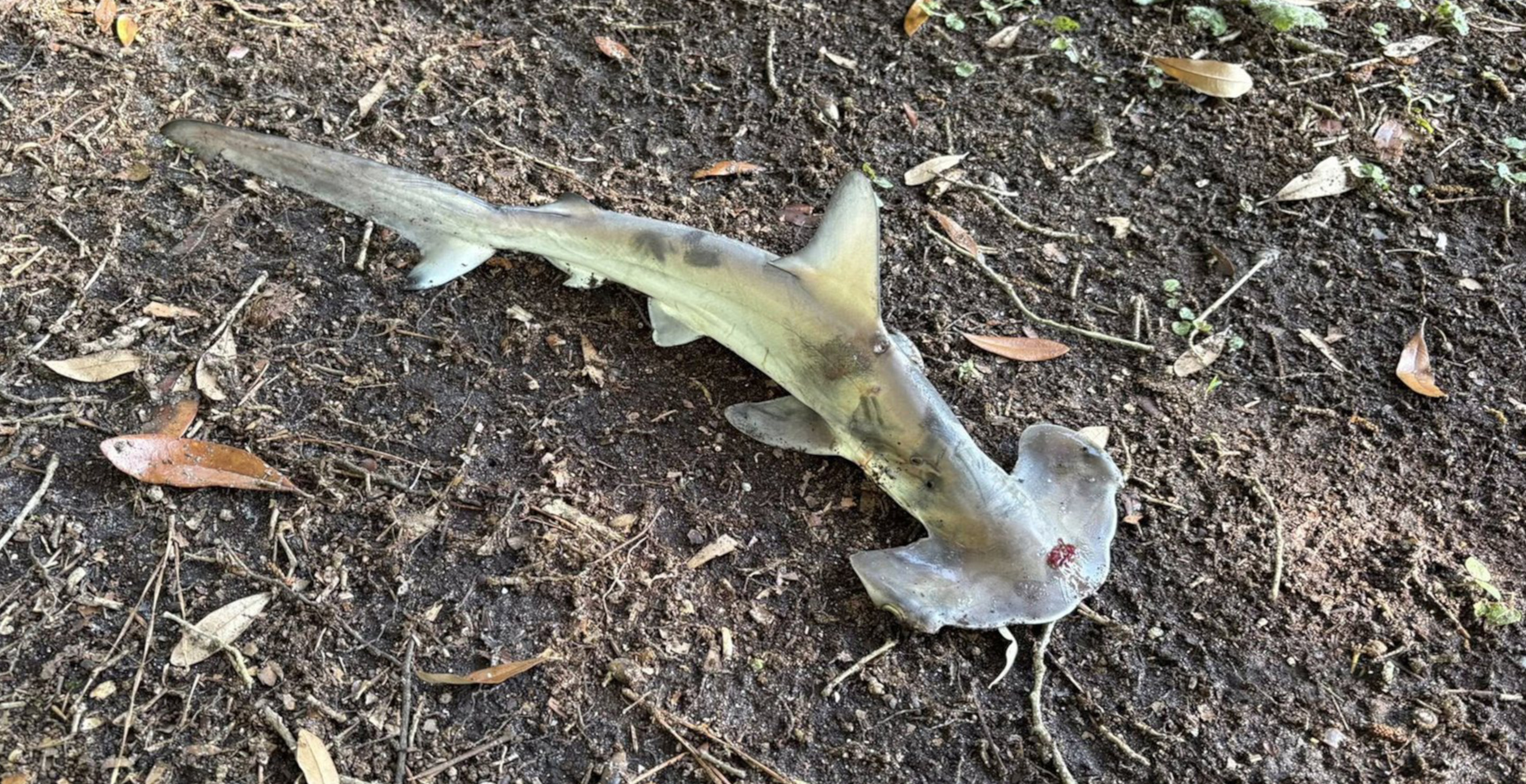 Hammerhead Shark Falls From The Sky Interrupting A Game Of Disc Golf In The Most Chaotic Way
