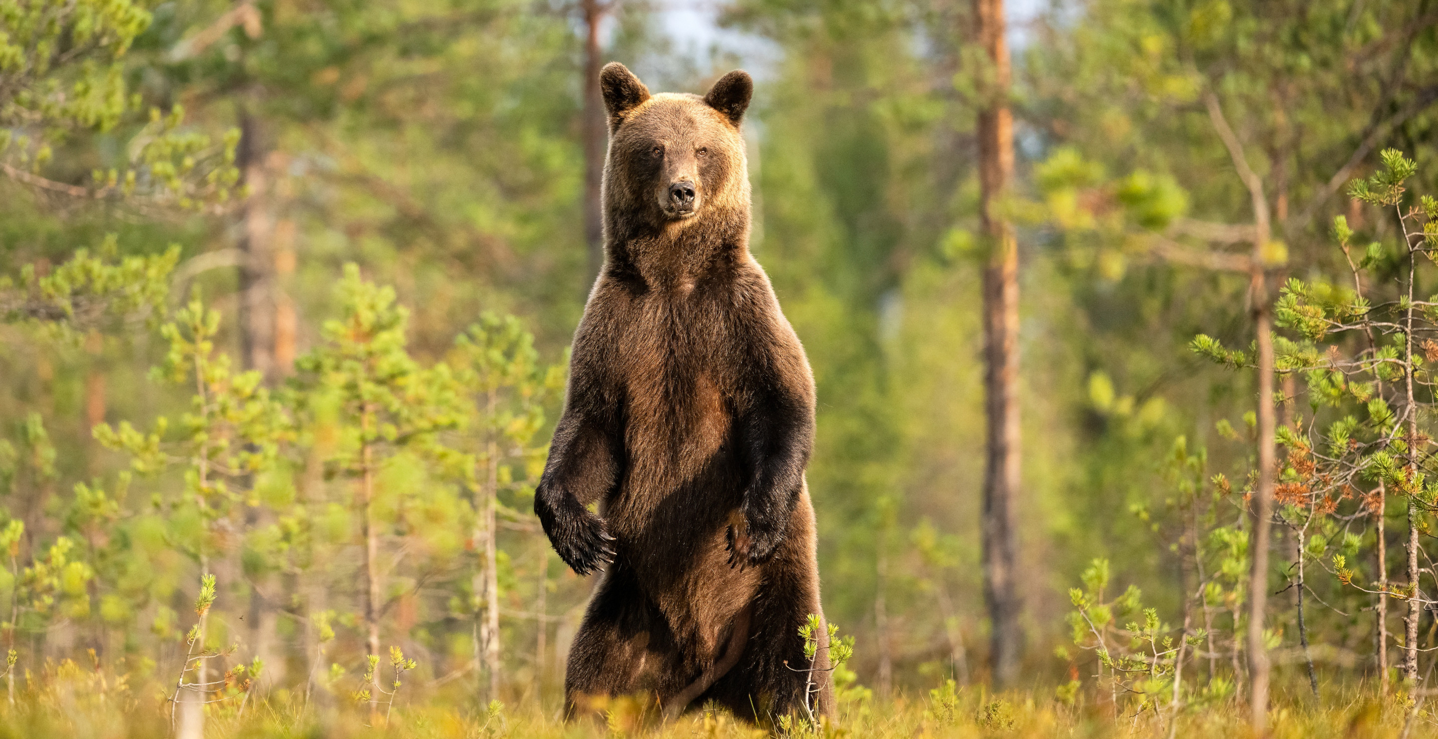 Hiker Dies After Being Pushed Into A 2,600 Foot Ravine By Brown Bear