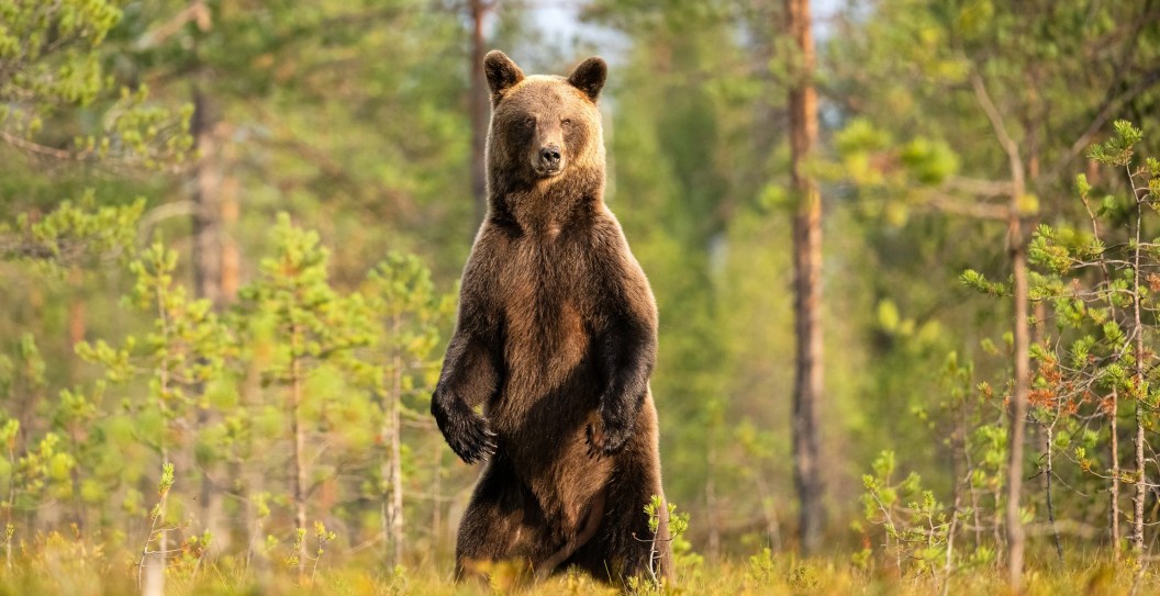 Hiker Dies After Being Pushed Into A 2,600 Foot Ravine By Brown Bear