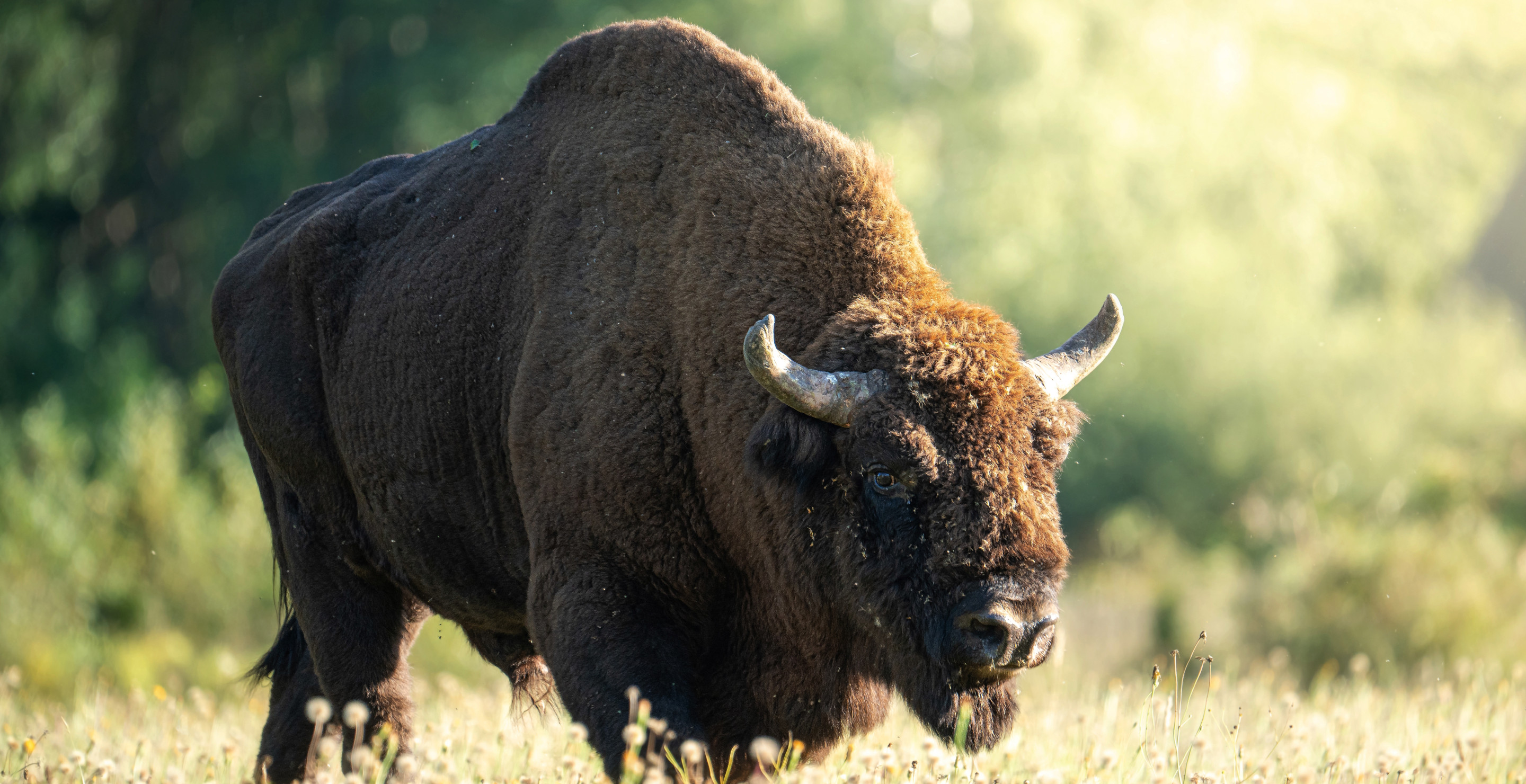 Horrified Yellowstone Tourists Watch Bison Get Boiled To Death After Stepping Into Scalding Hot Spring