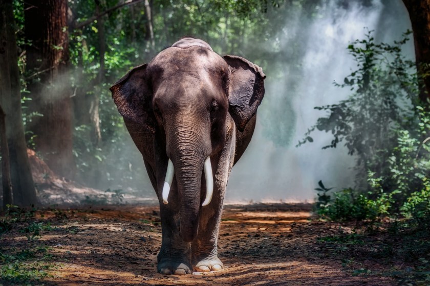 Hungry Elephant Storms Into Grocery Store in Thailand