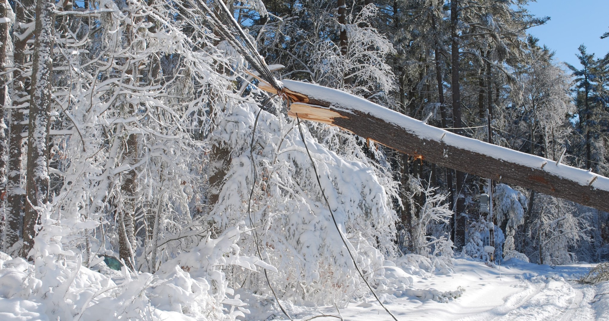 Storm Ravaged Forest Ice Storm Ravages Acres Of A Public Forest In Michigan: What Happens ...