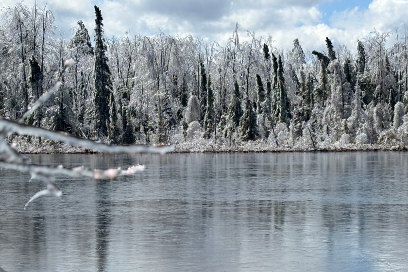 Ice Storm Ravages Acres Of A Public Forest In Michigan- What Happens Now?