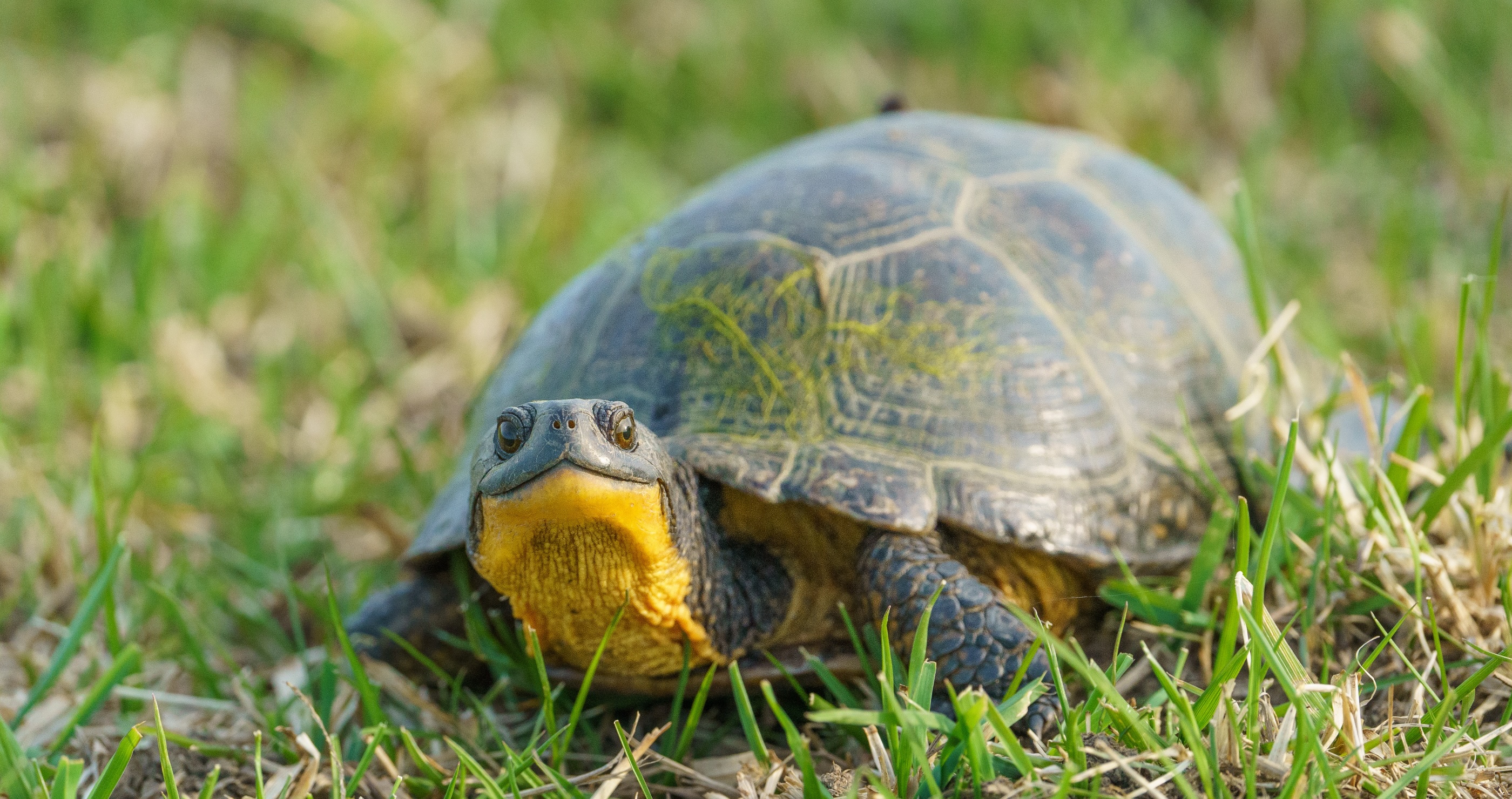 Iowa Zoo got to release 56 threatened Blanding's turtles into the wild