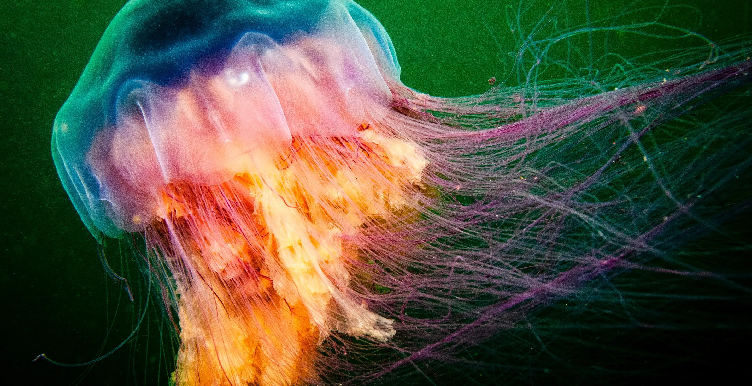 Massive Jellyfish Spotted In New England Has Officials Begging Swimmers To Stay Out Of The Water