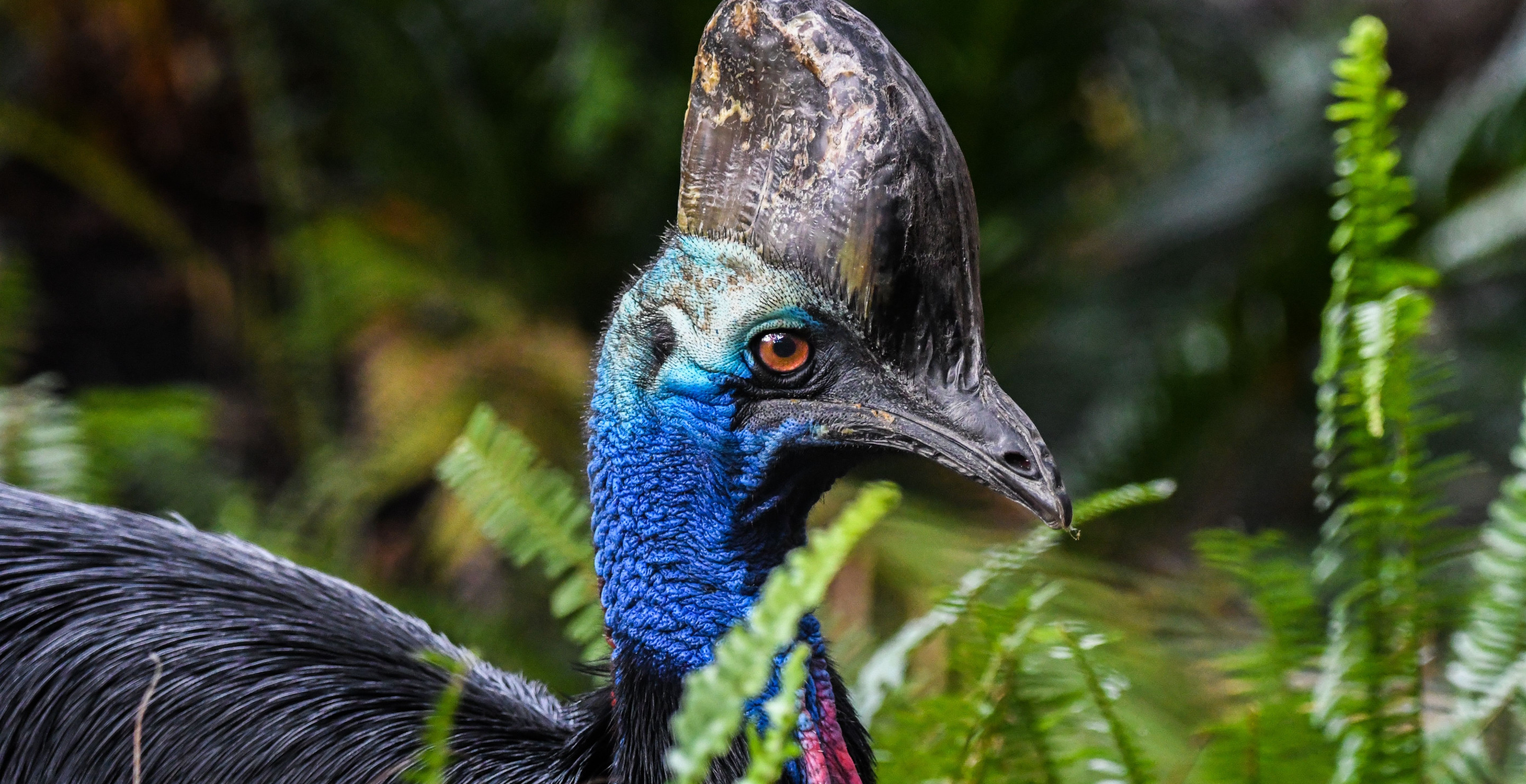 Mom And Child Survive Close Encounter With World's Most Dangerous Bird