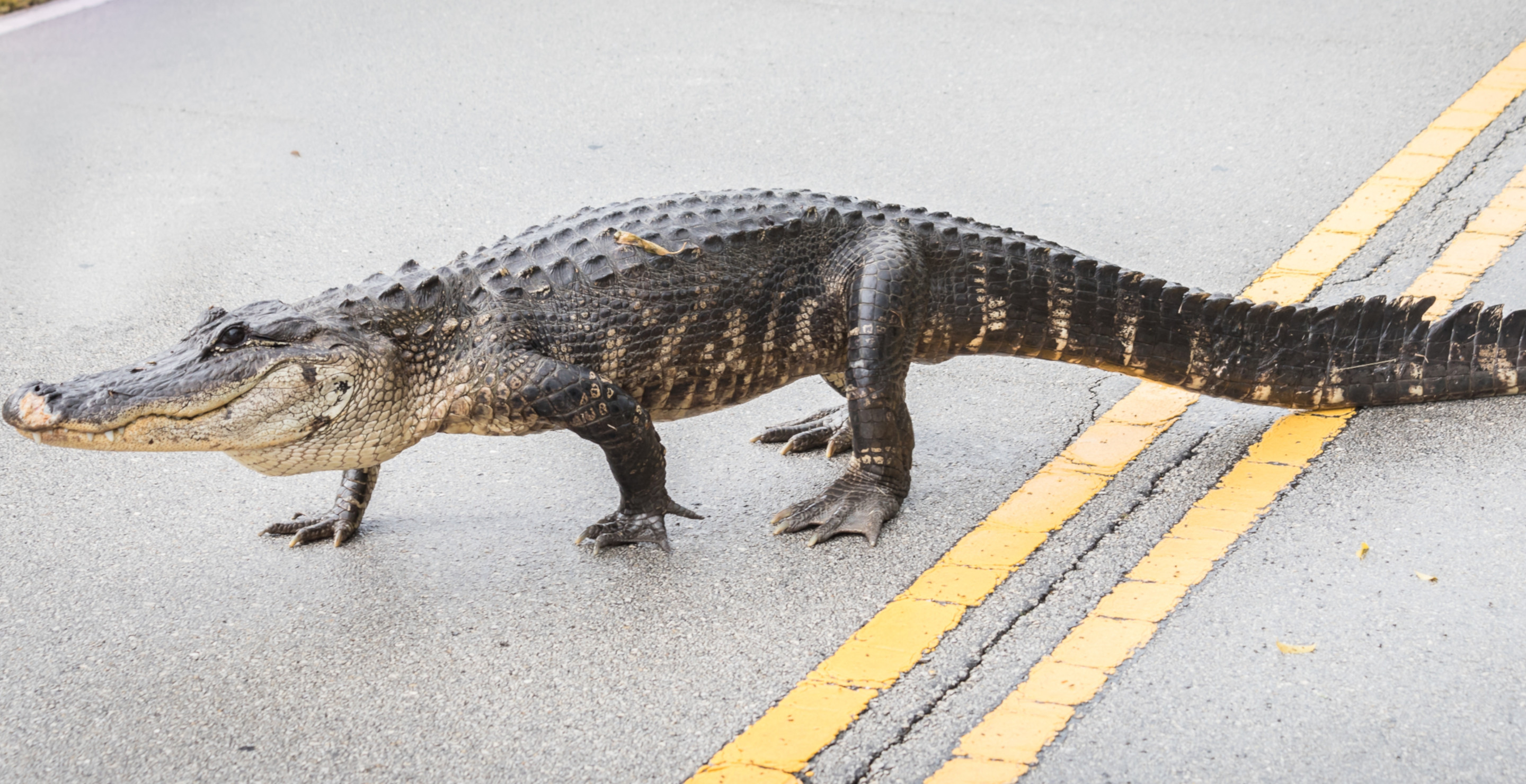 Motorcyclist Wipes Out After Hitting 6-Foot Alligator In The Middle Of Florida Road