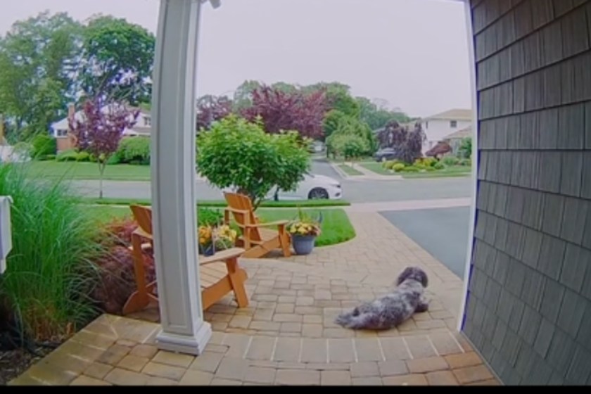 Nervous Dog Escapes Groomers And Flees Home