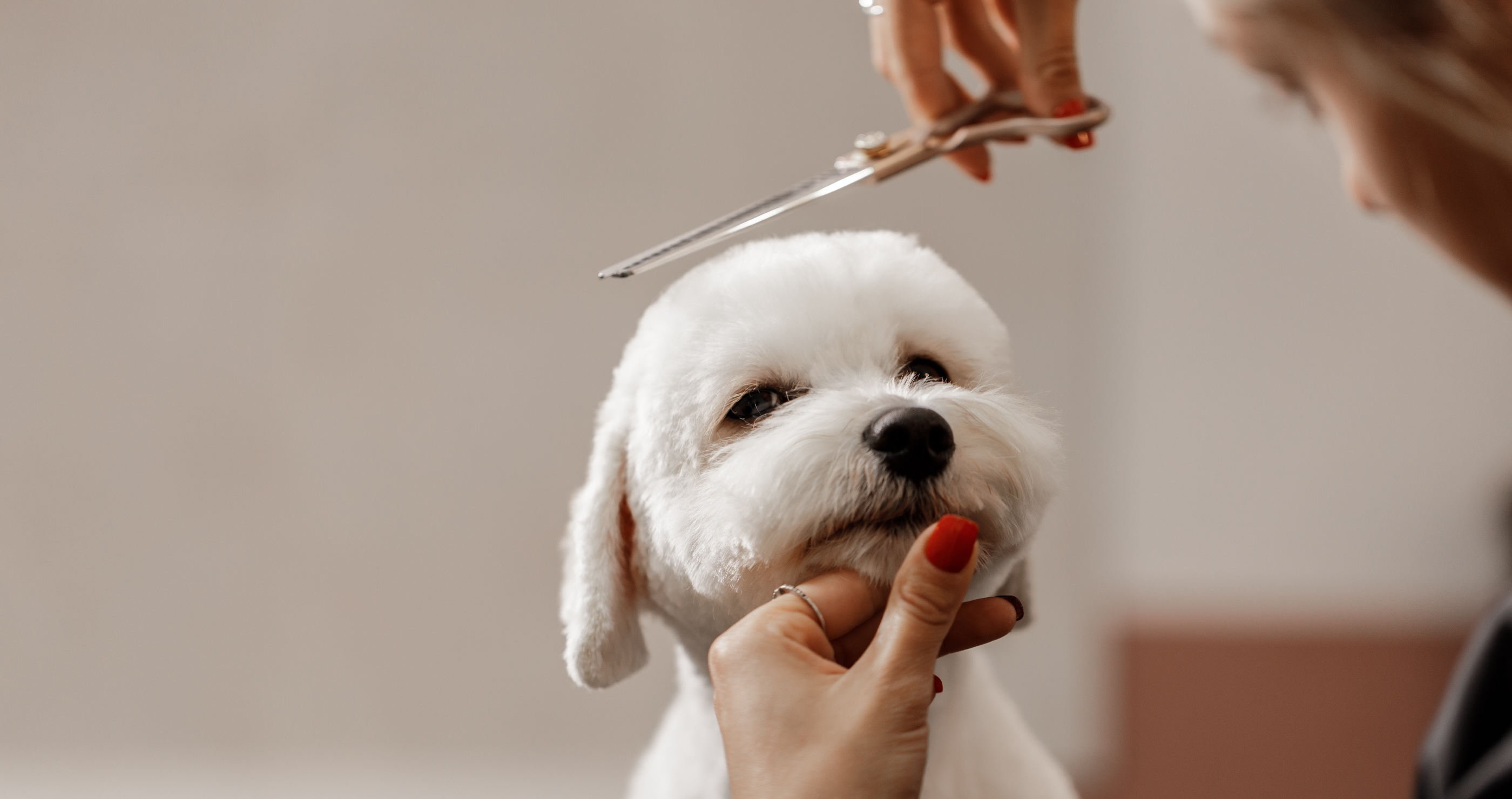 Nervous Dog Escapes Groomers And Flees Home 