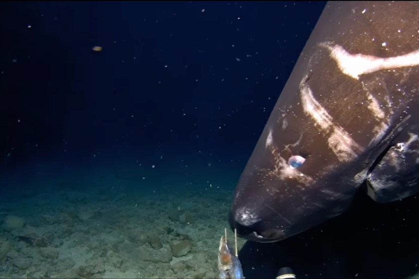 Pacific Sleeper Shark