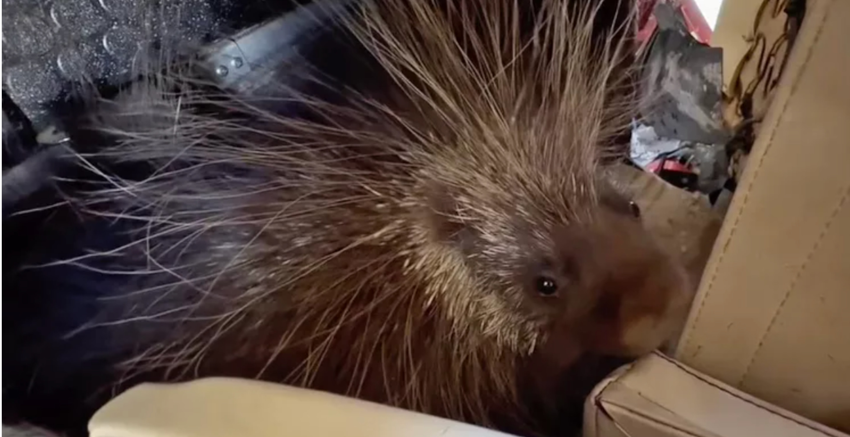 Porcupine Stows Away In A Wrecked Plane, Ends Up Traveling More Than 500 Miles From Home