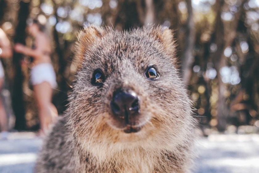 Quokka facts they aren't actually smiling