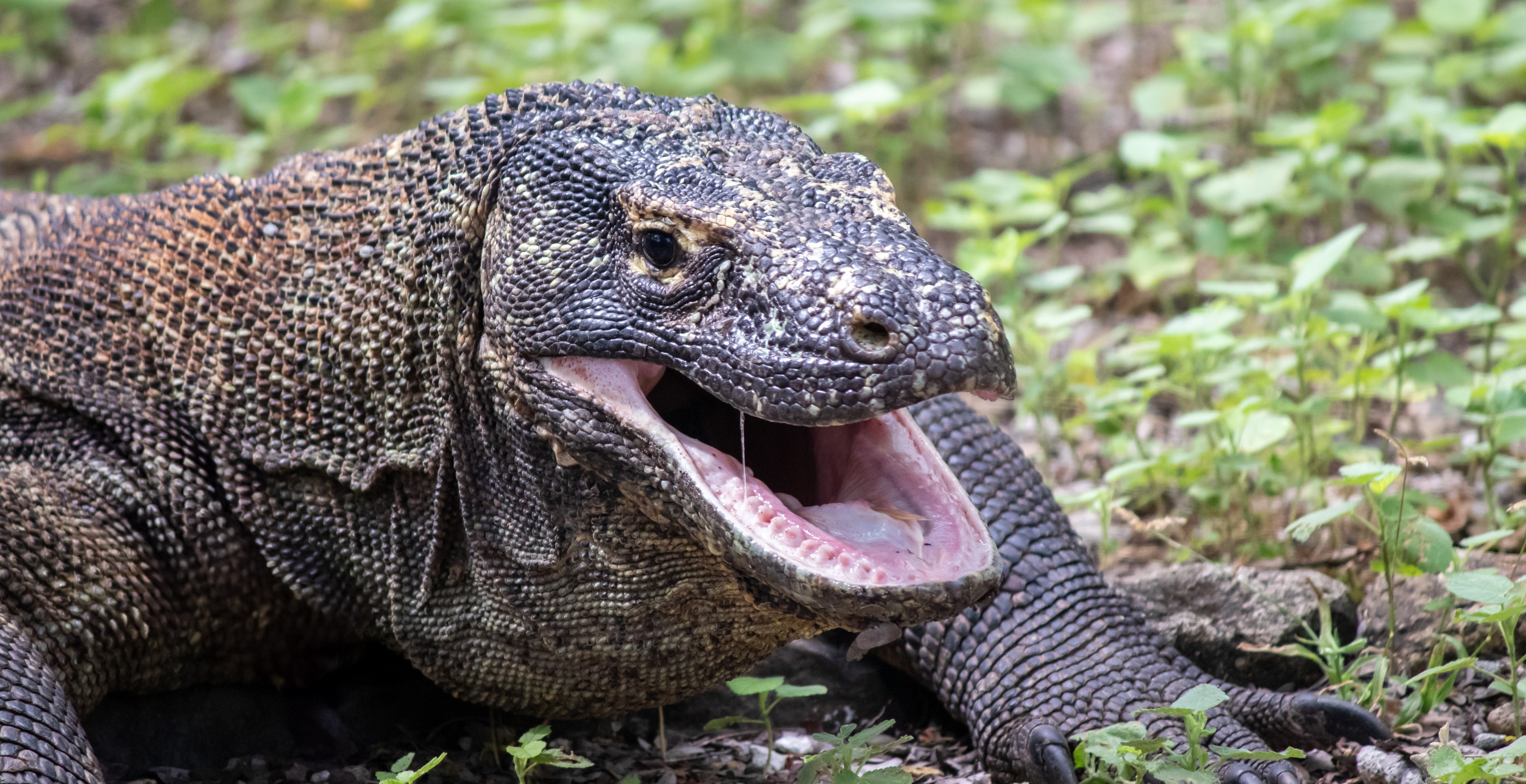 Remember That Time A Komodo Dragon Attacked A Hollywood Actress's Husband?