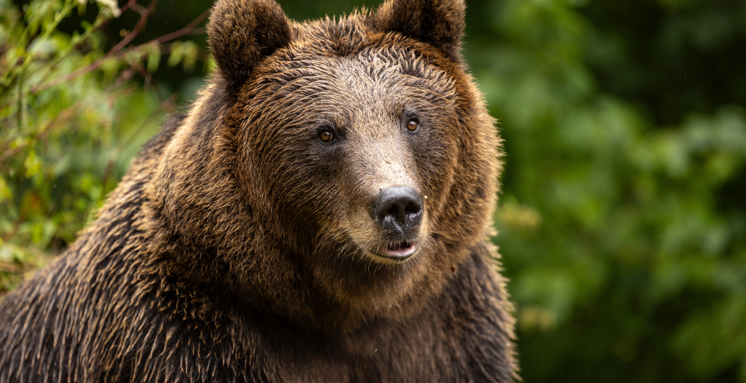 Rescue Bear Goes From Being Used As Hunting Bait To Winning Animal Awards