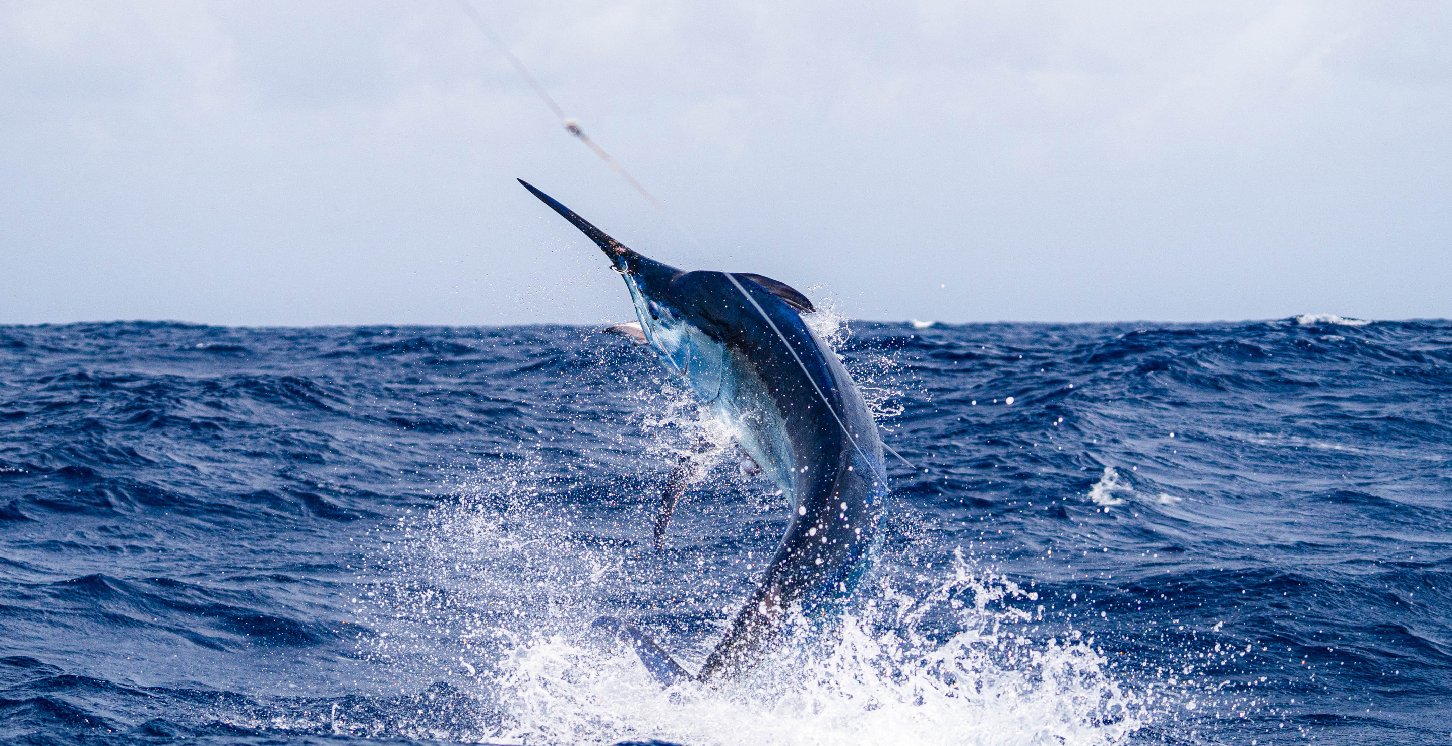 Researchers Surprised By What Was Lurking In A Giant Blue Marlin
