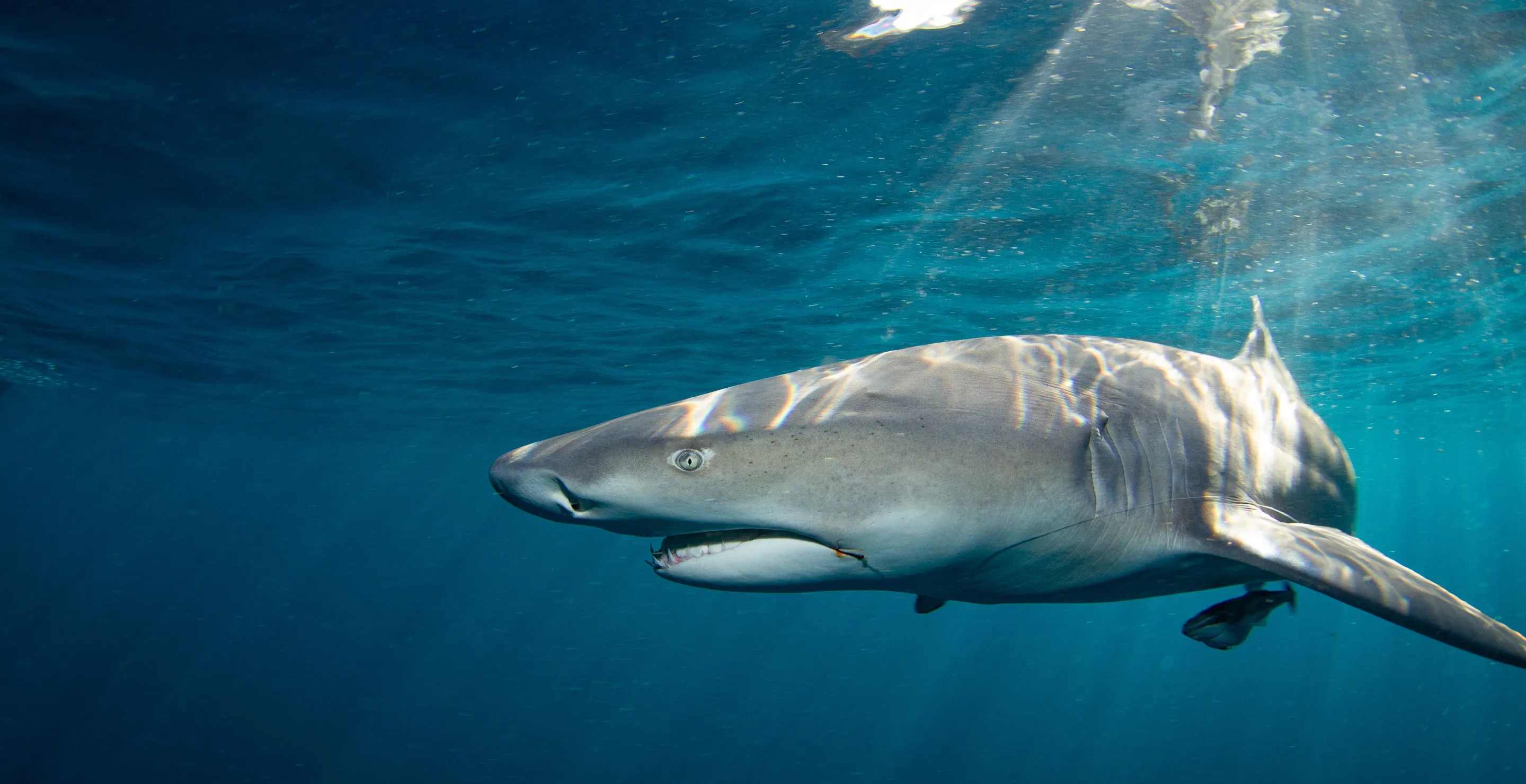 Surfer Has Close Call With 10 Foot Shark, Uses Surf Board To Protect Himself