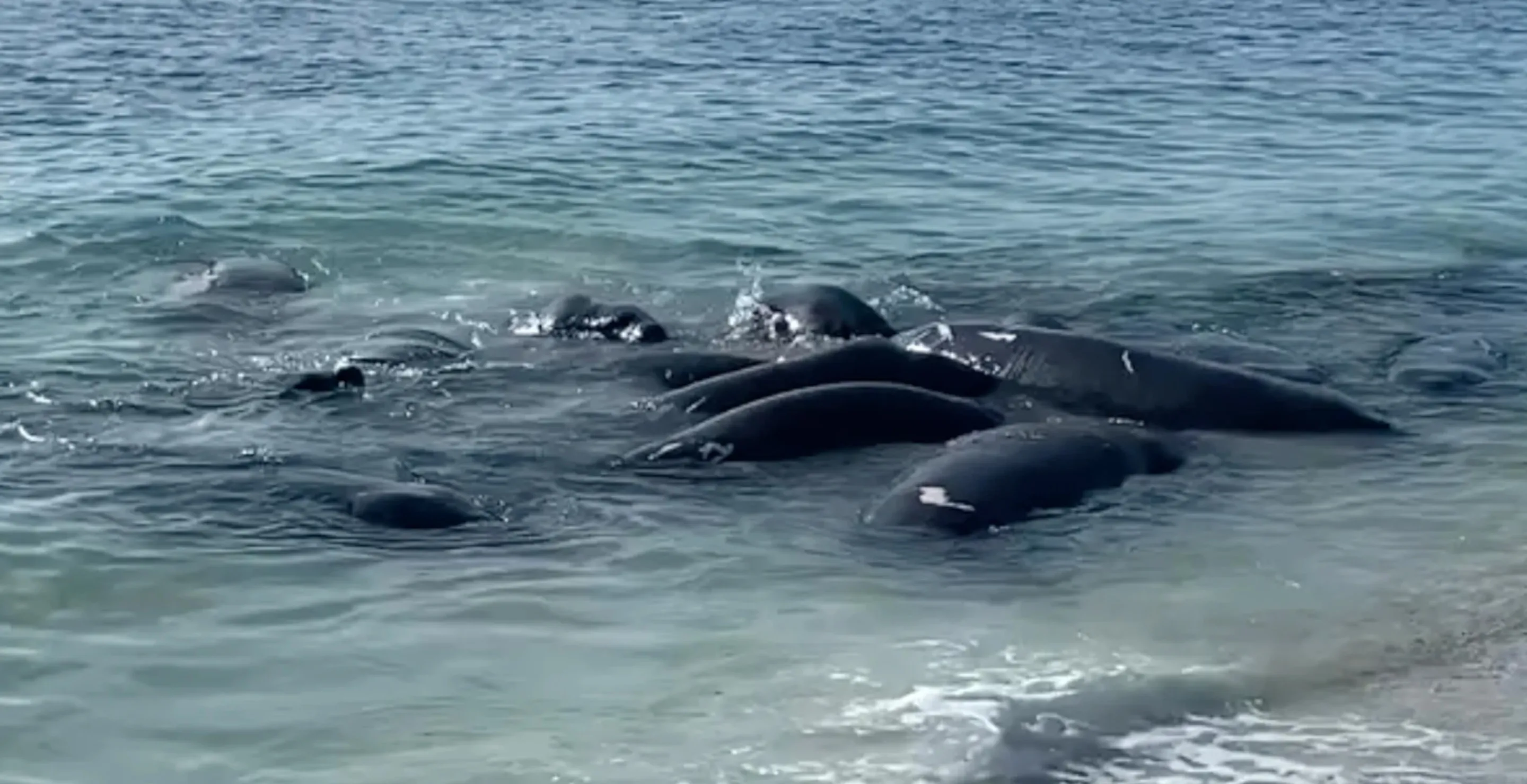 The NSFW Reason You Should Avoid Herds Of Manatees Near The Shore In Florida