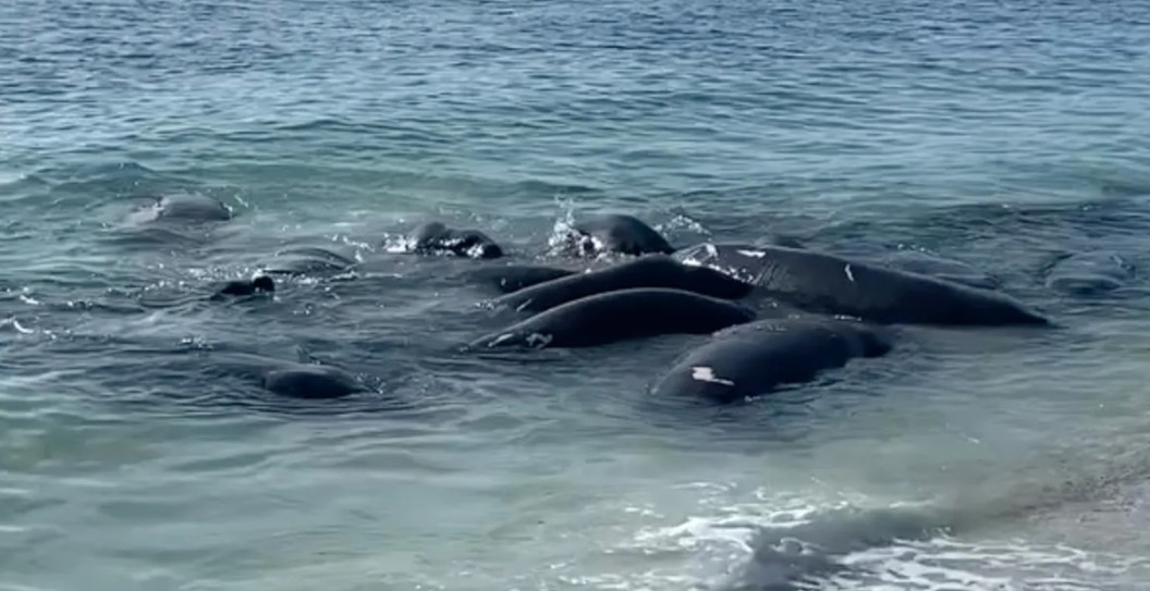The NSFW Reason You Should Avoid Herds Of Manatees Near The Shore In Florida