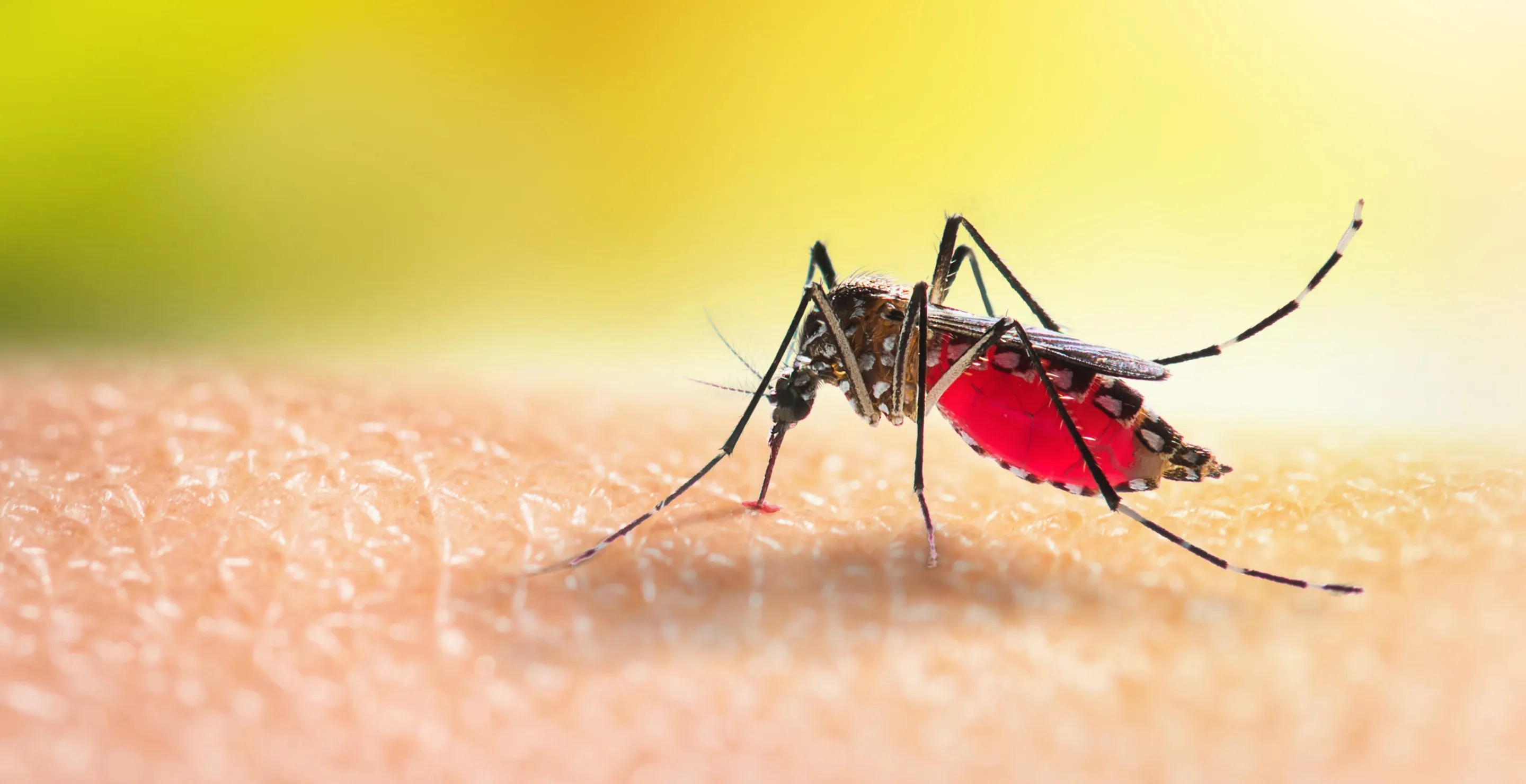 The Real Reason Mosquitoes Are More Attracted To Some Than Others, According To Study